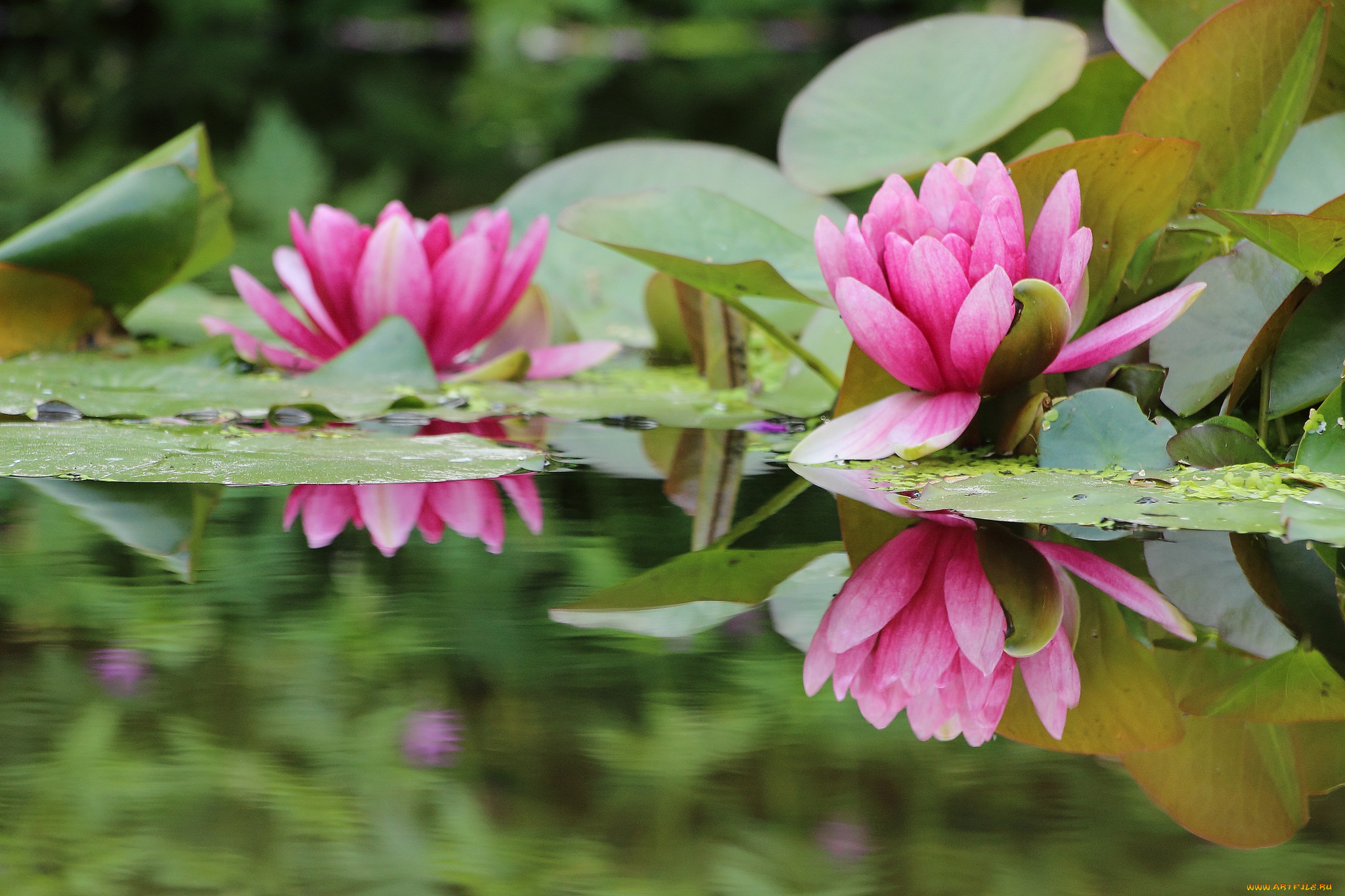 цветы, лилии, водяные, , нимфеи, , кувшинки, водяные, лилии, листья, вода