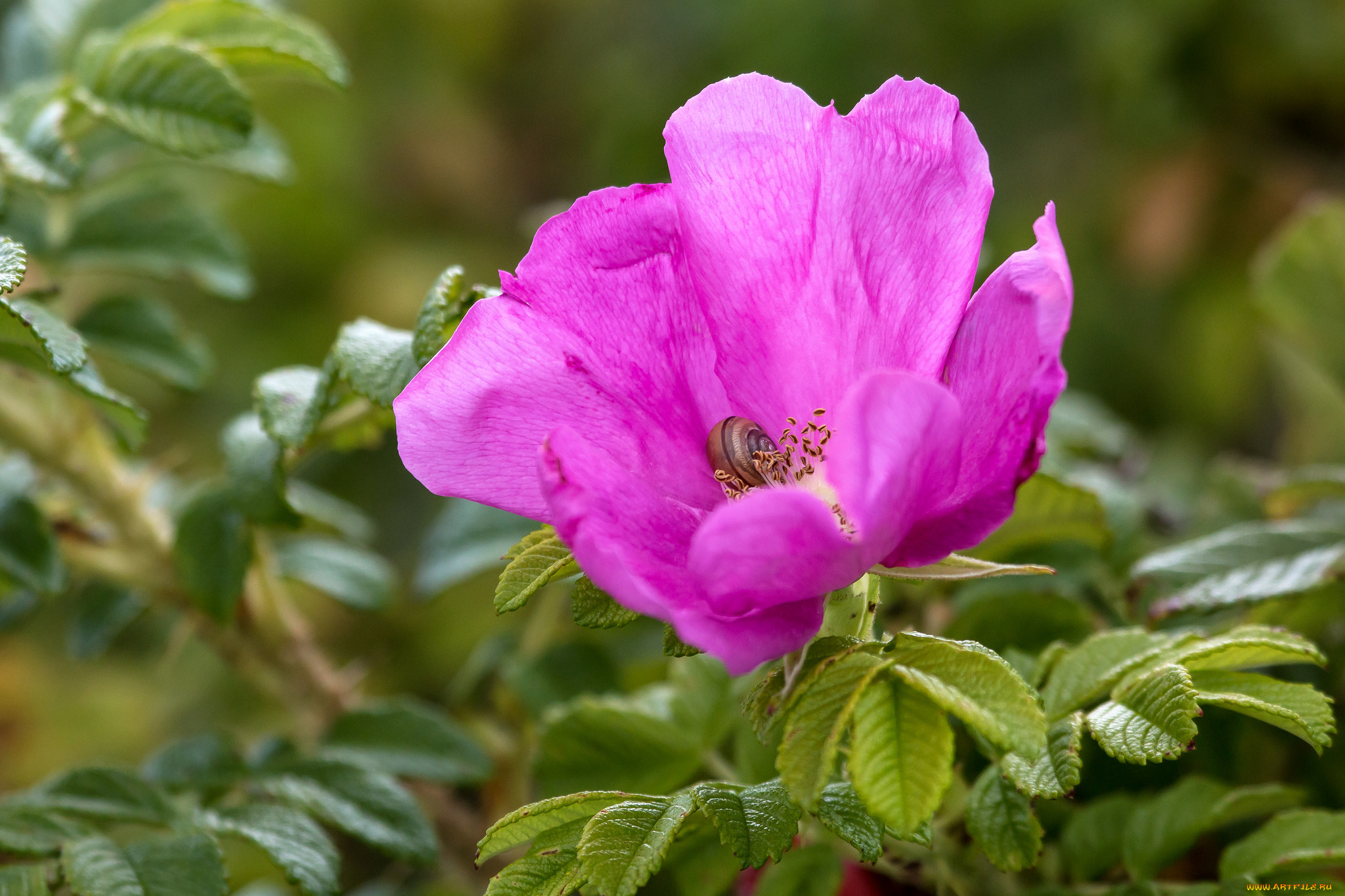 цветы, розы, цветение, роза