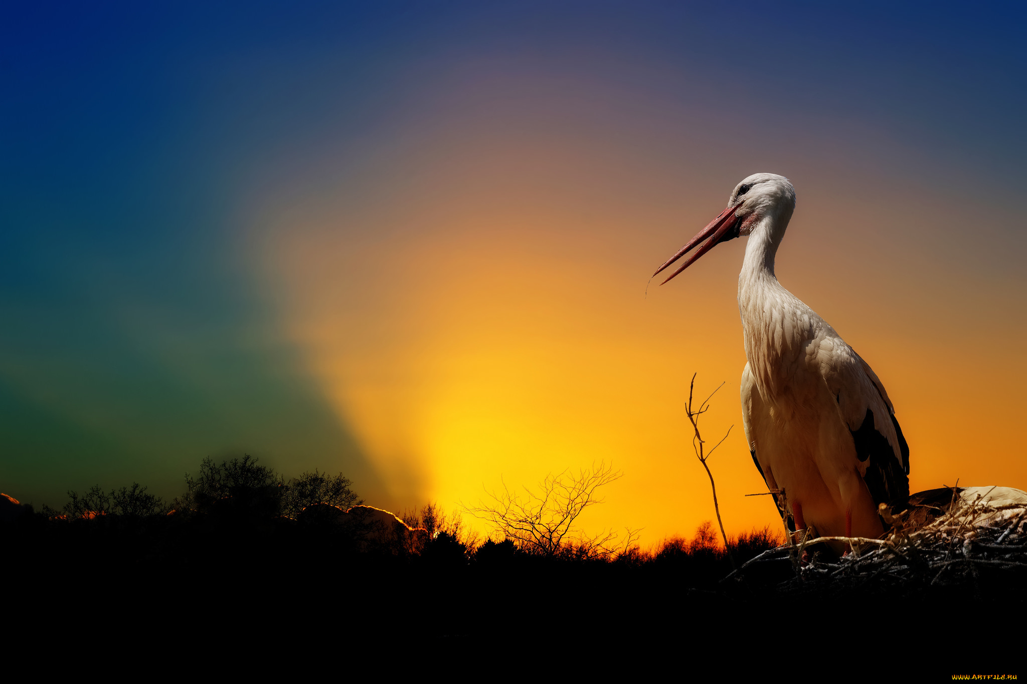 животные, аисты, рассвет, аист