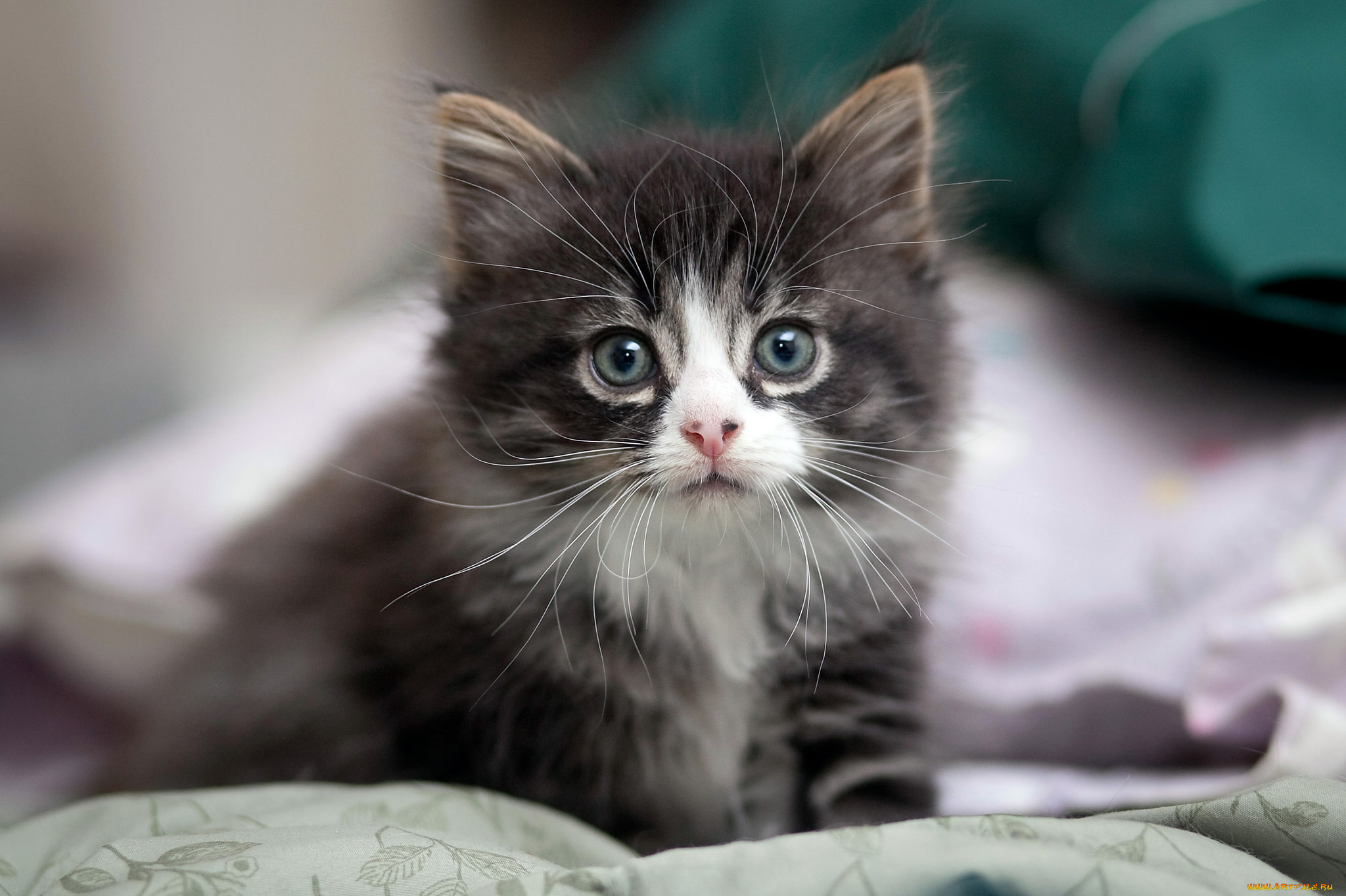 животные, коты, котенок