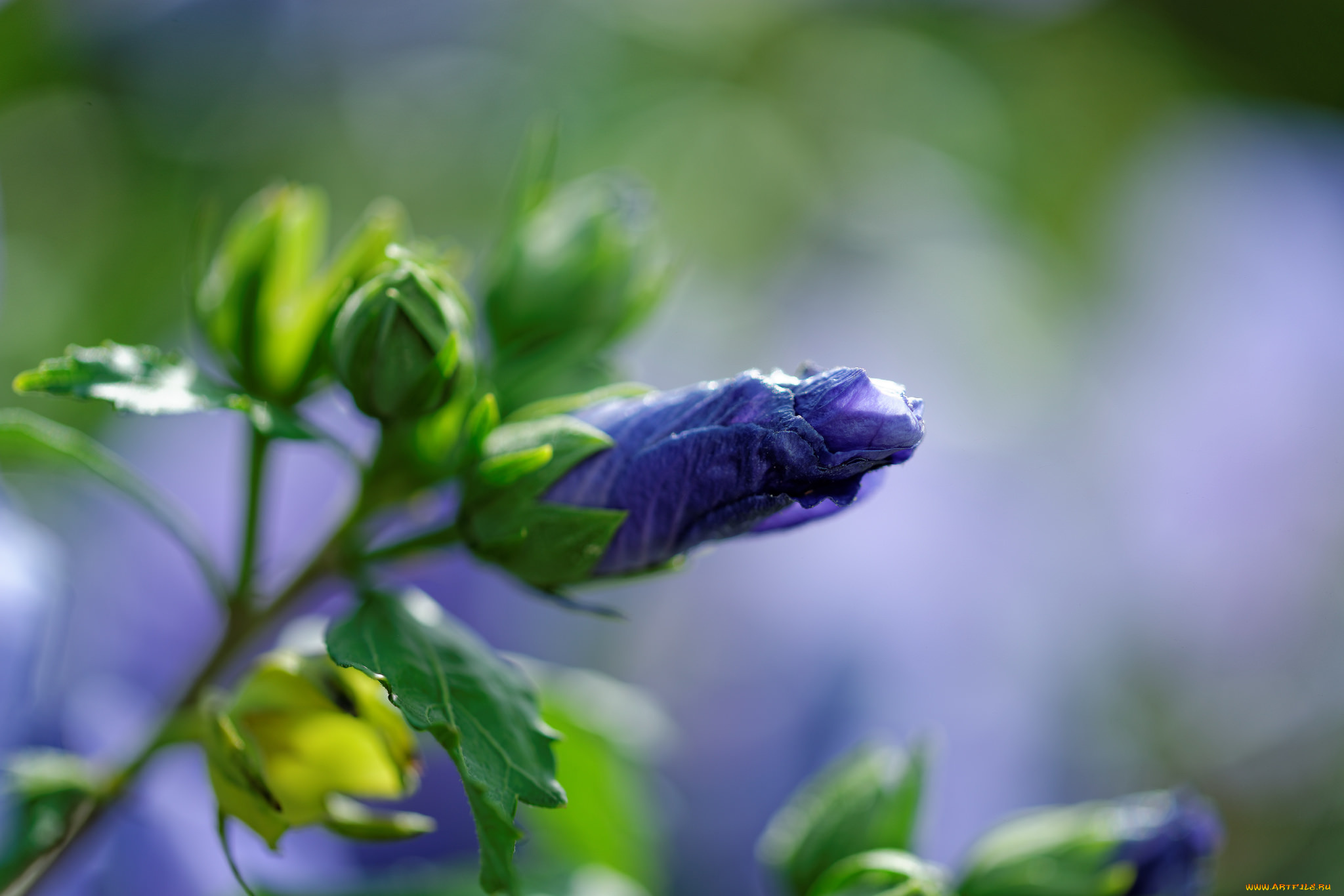 цветы, мальвы, мальва, бутон