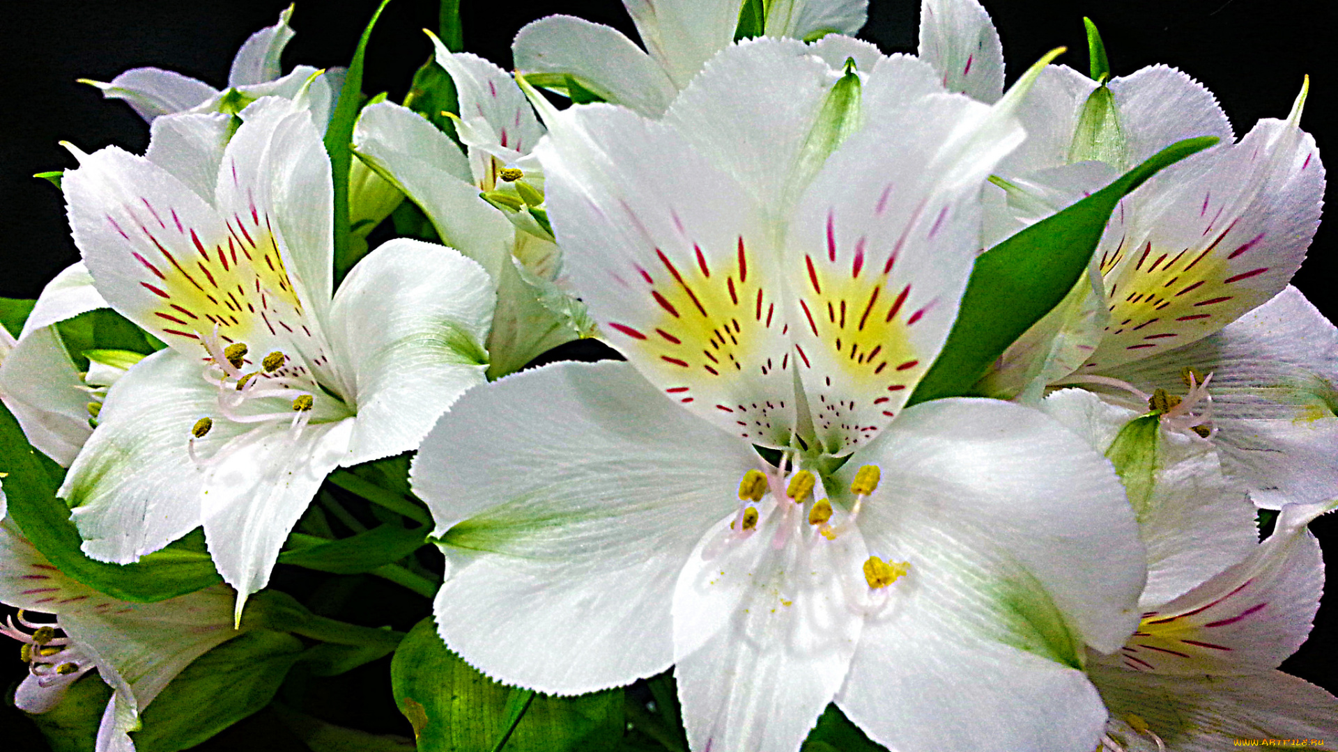 цветы, , , цветок