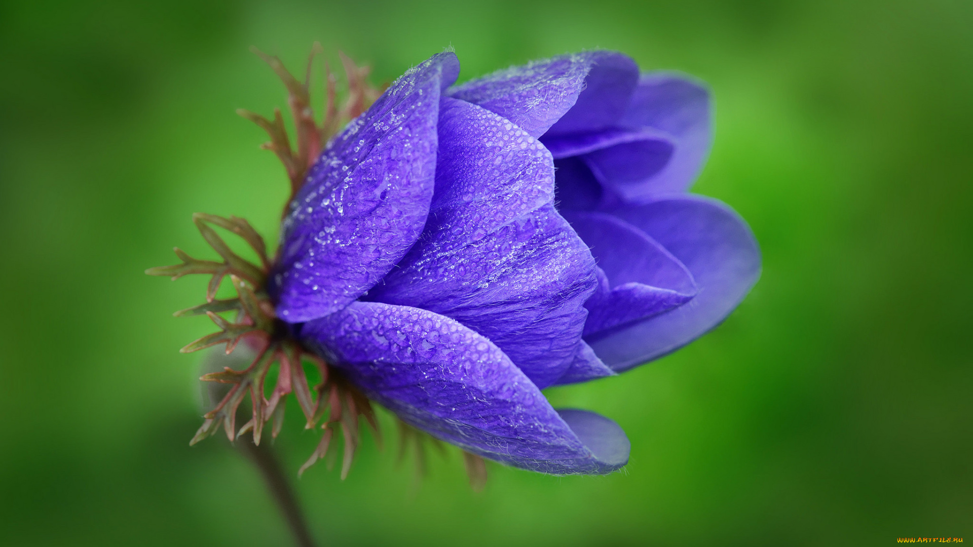 цветы, анемоны, , сон-трава, цветок