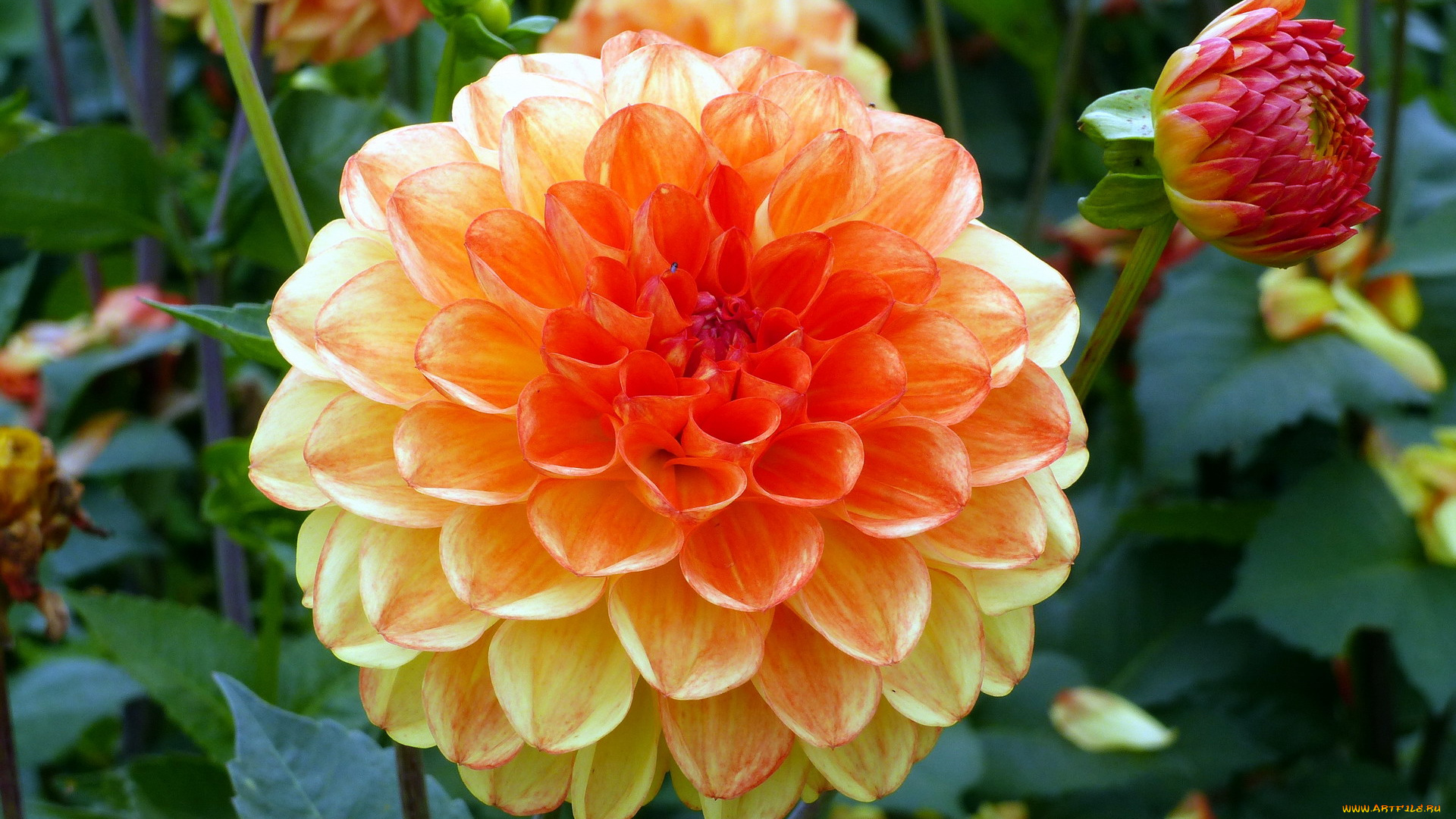 цветы, георгины, оранжевый, бутоны