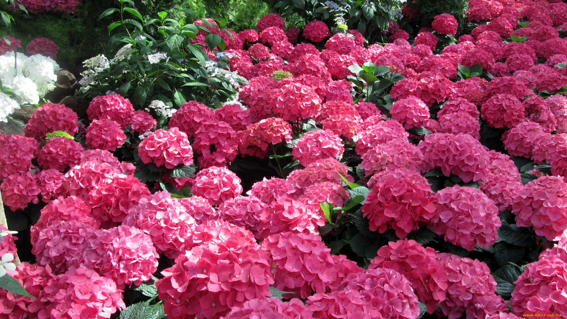цветы, гортензия, розовый