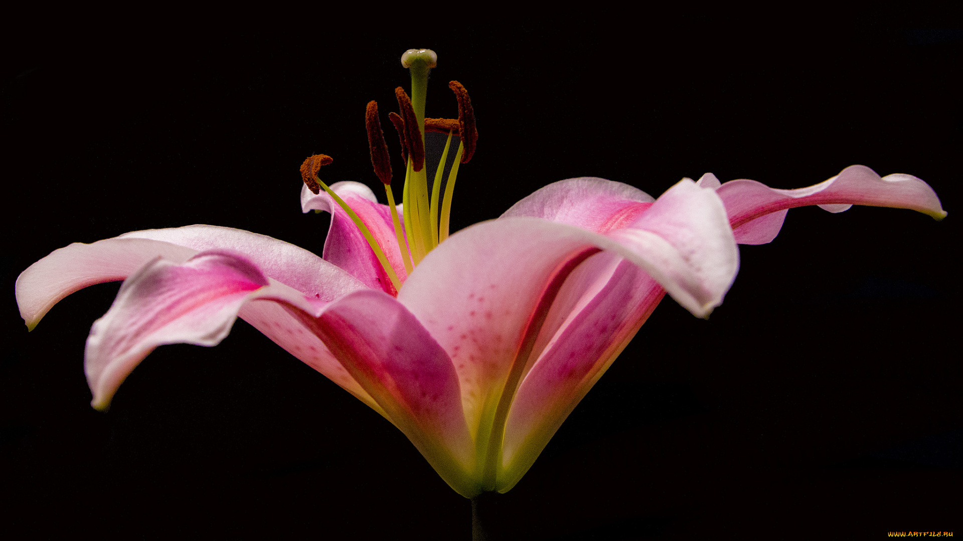 цветы, лилии, , лилейники, цветок