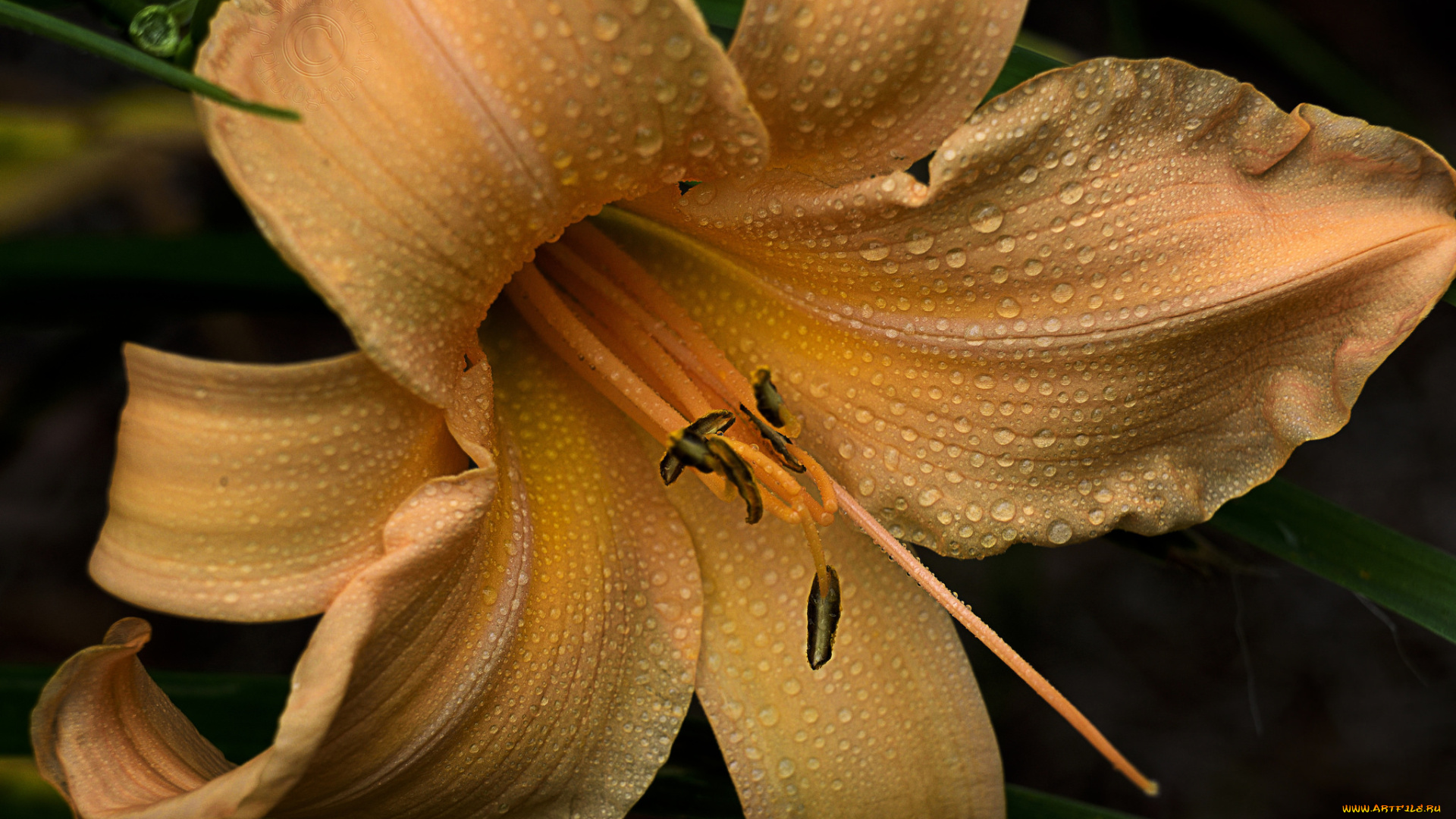 цветы, лилии, , лилейники, цветок