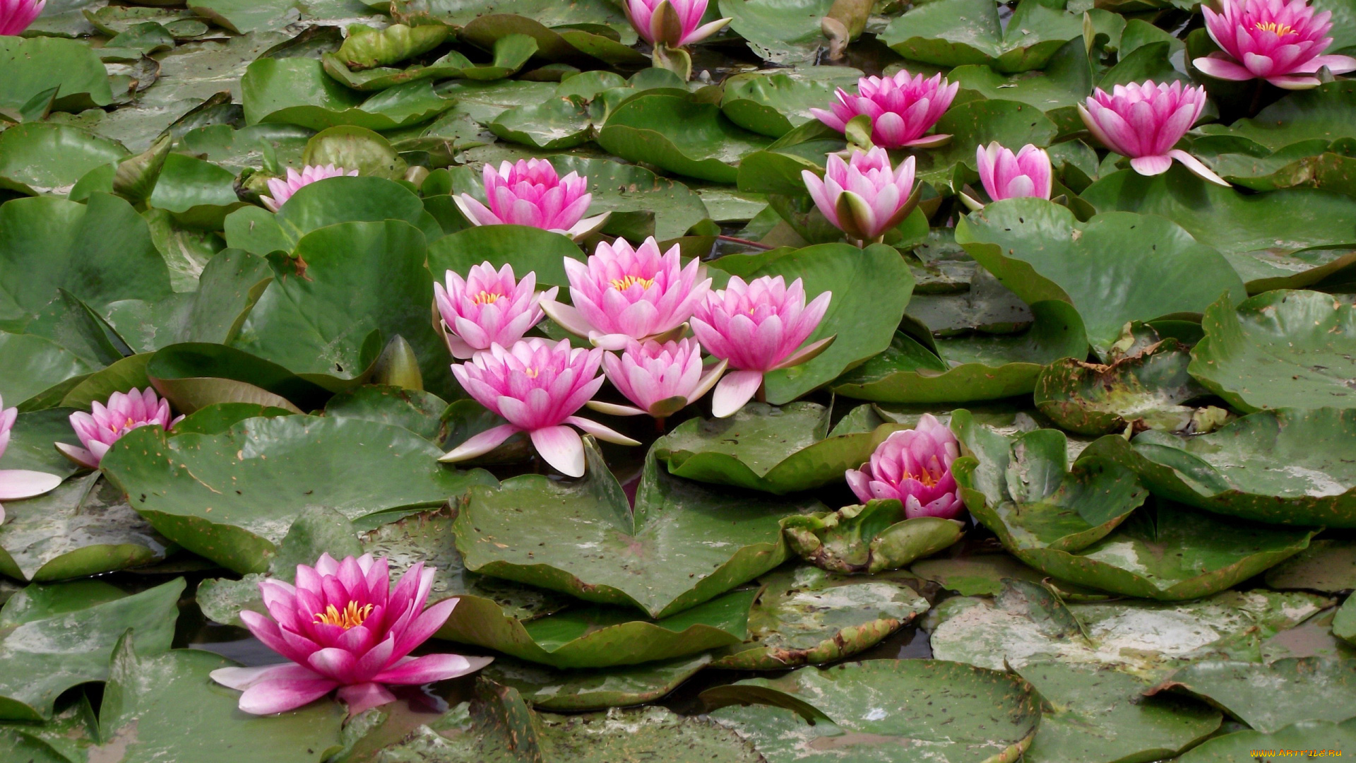 цветы, лилии, водяные, , нимфеи, , кувшинки, листья, лилии, водяные, розовый