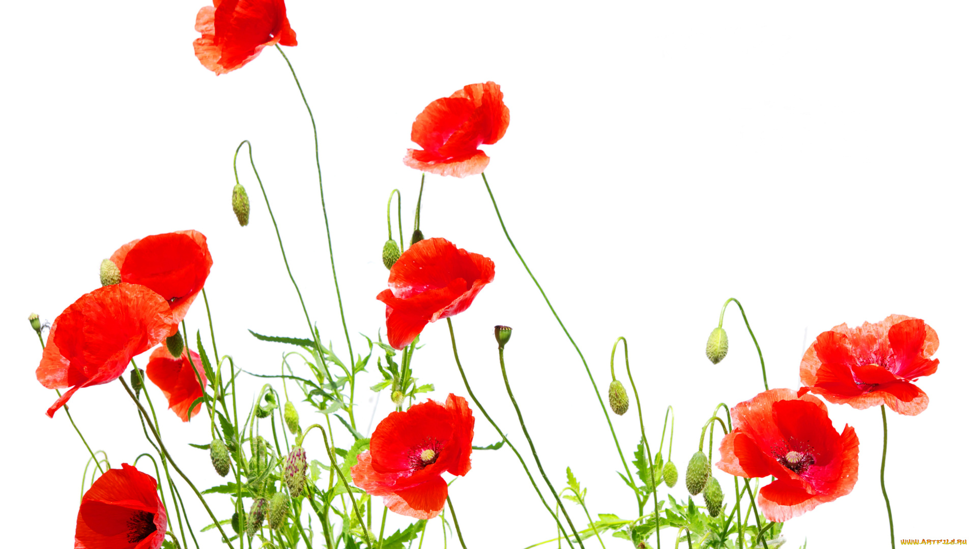 цветы, маки, белый, фон, красные