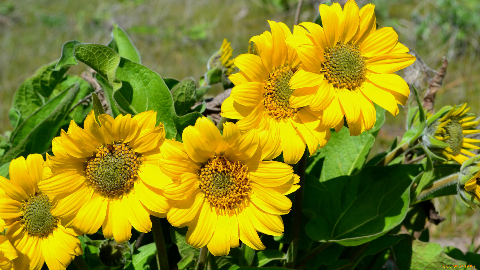 цветы, подсолнухи, цветок