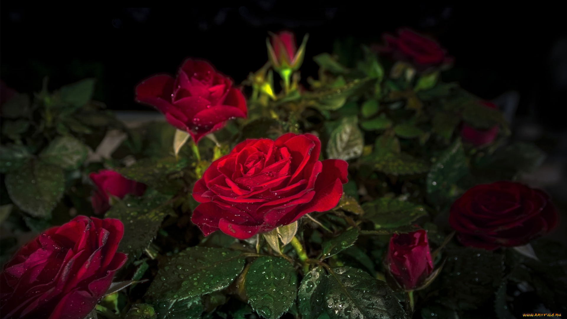 цветы, розы, куст, капли