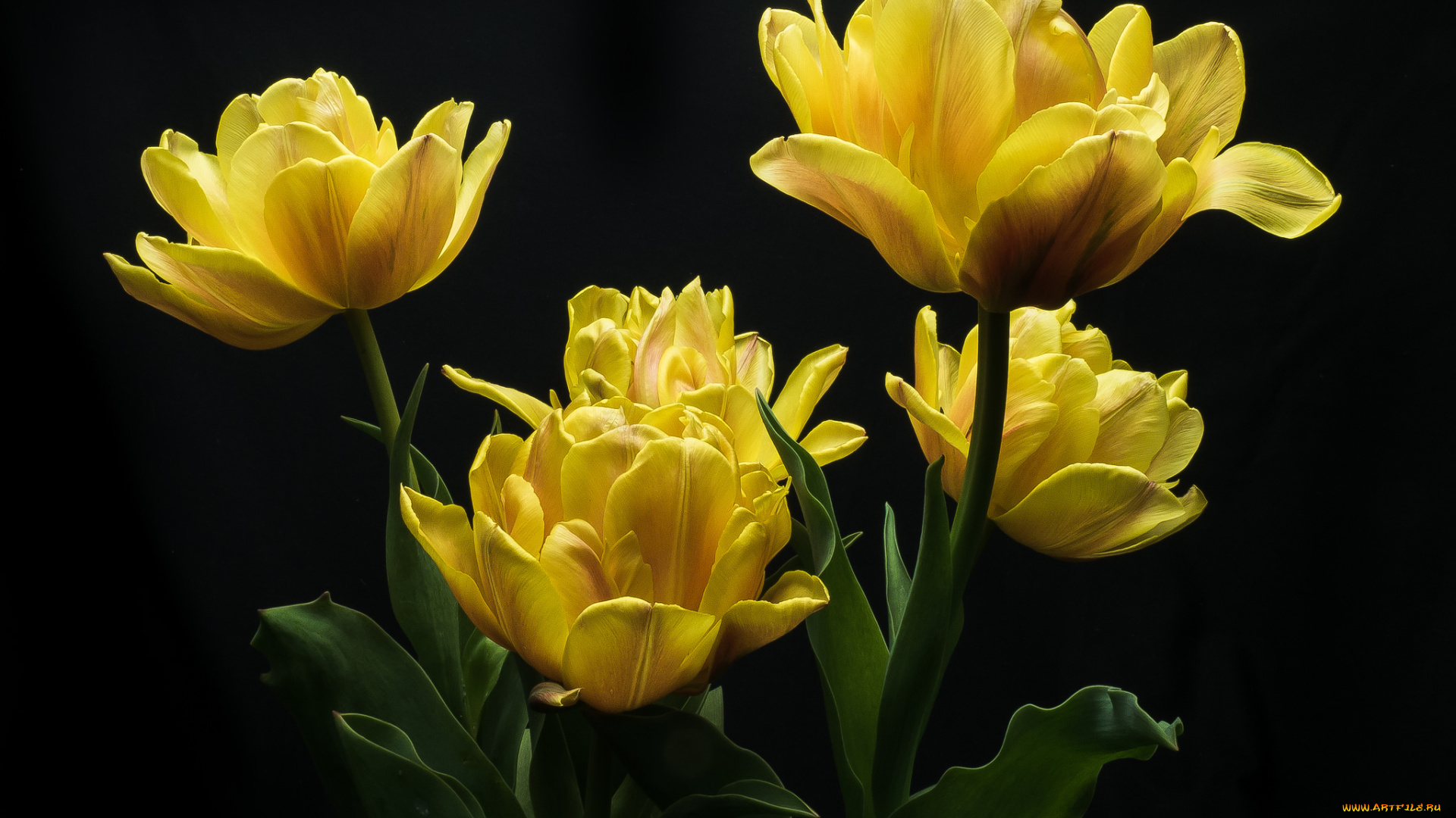 цветы, тюльпаны, цветок