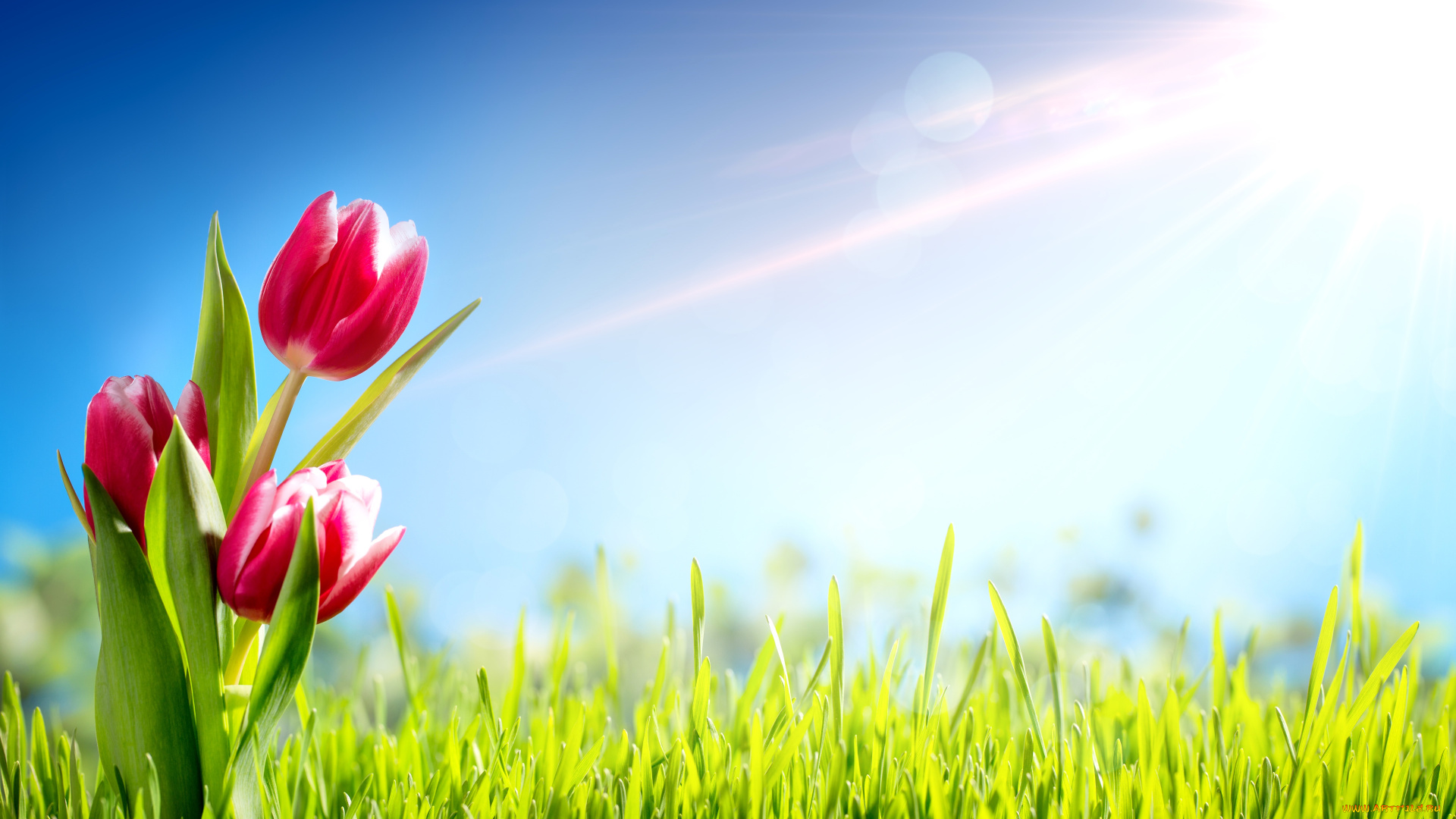 цветы, тюльпаны, лучи, солнца, голубое, небо, трава, зелень, лето
