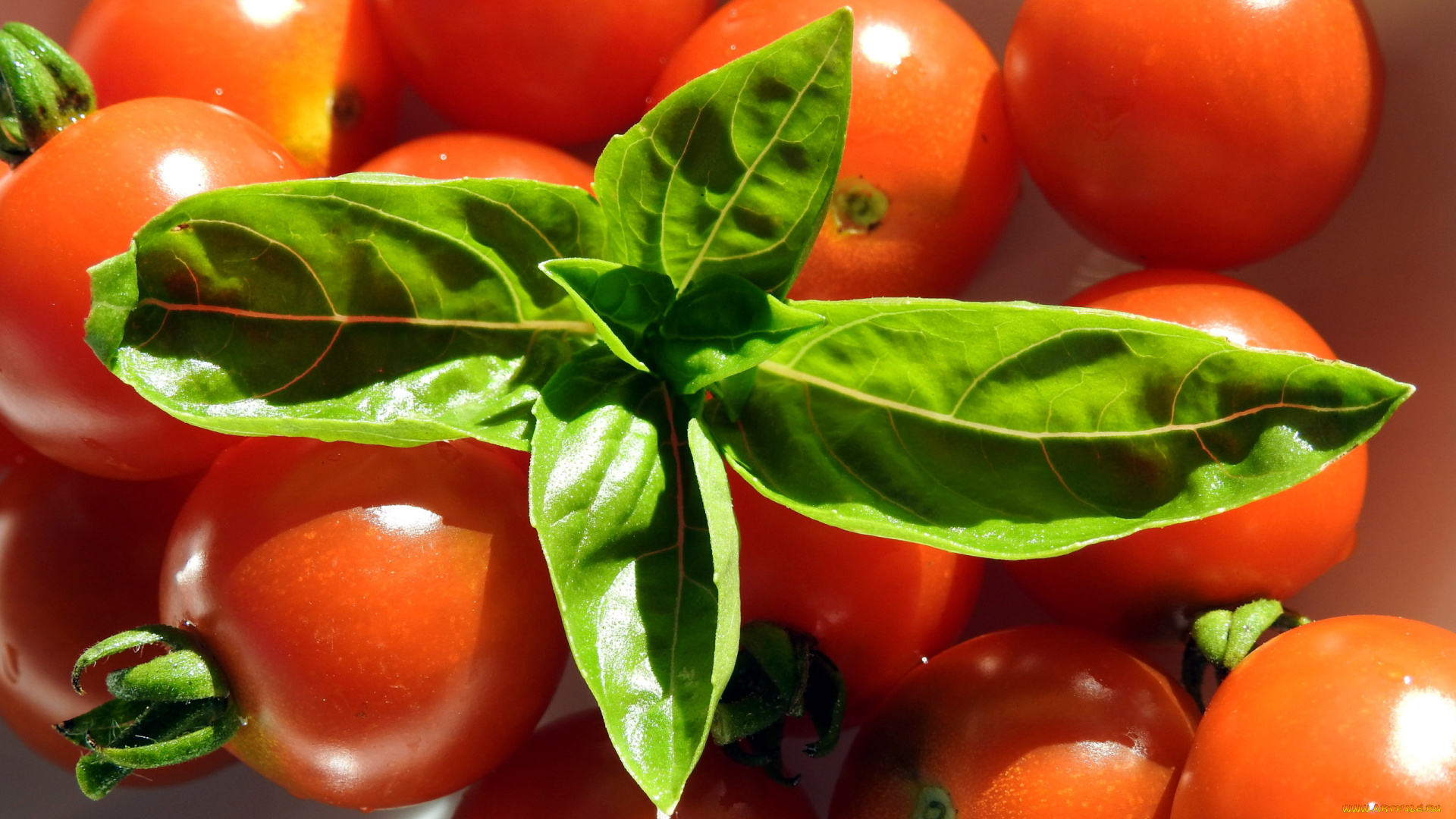 еда, помидоры, базилик, томаты