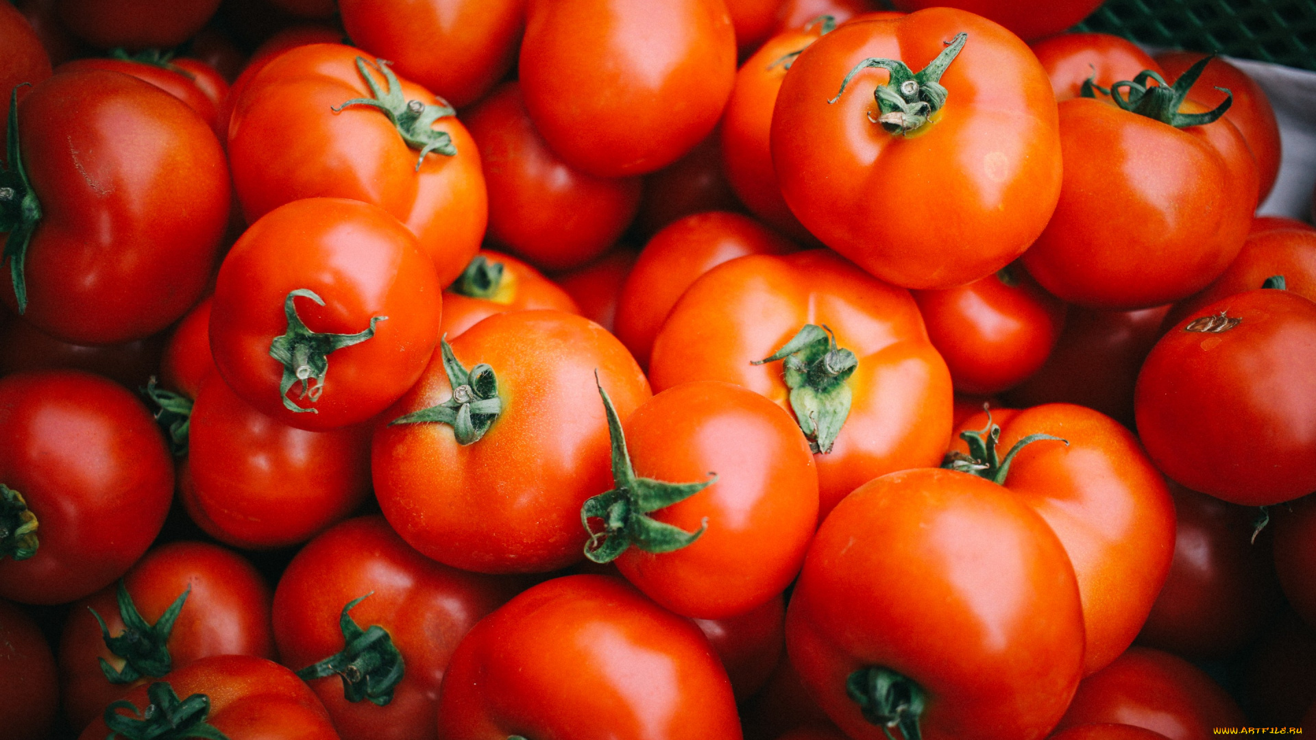 еда, помидоры, томаты, красные, овощи, много