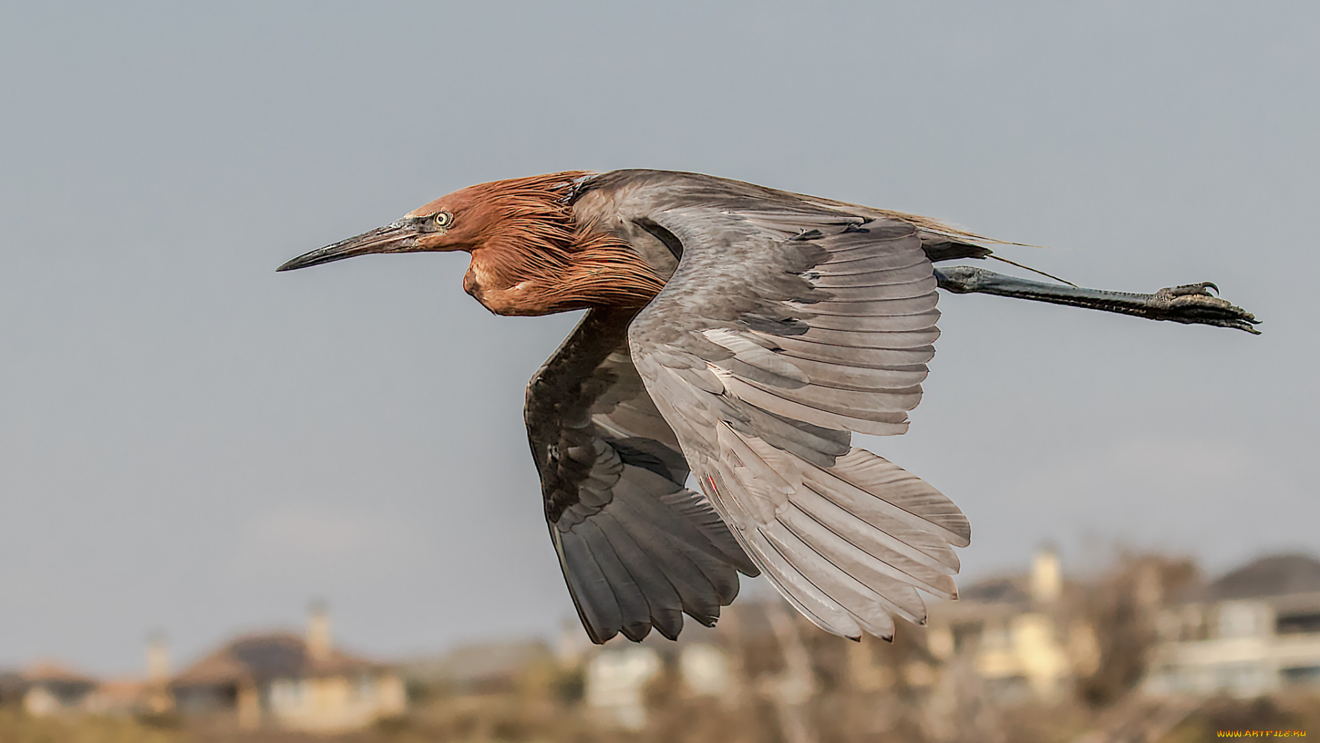 животные, цапли, , выпи, птичка