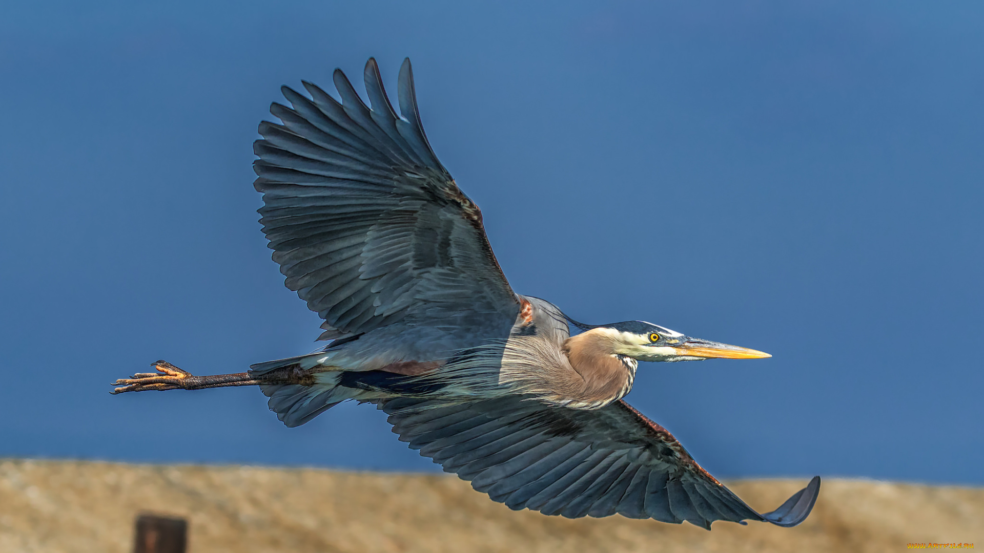 животные, цапли, , выпи, птичка