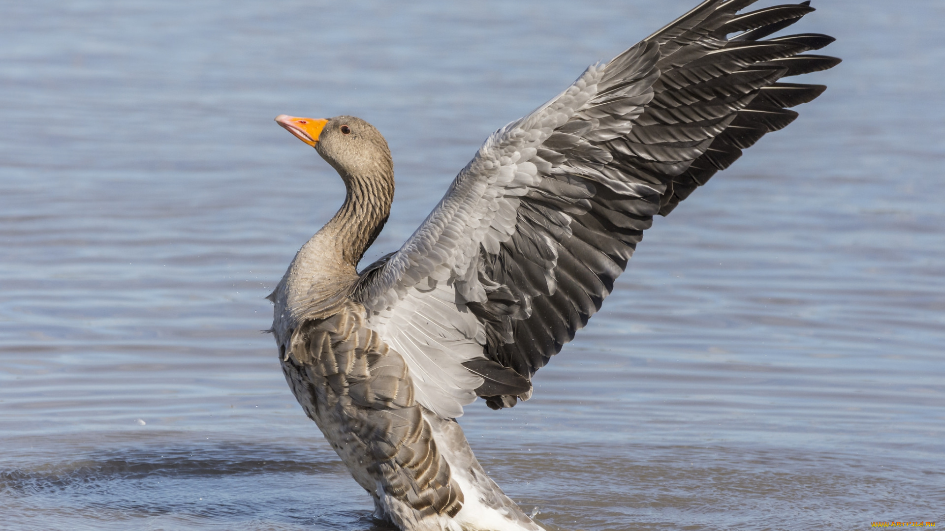 животные, гуси, птичка