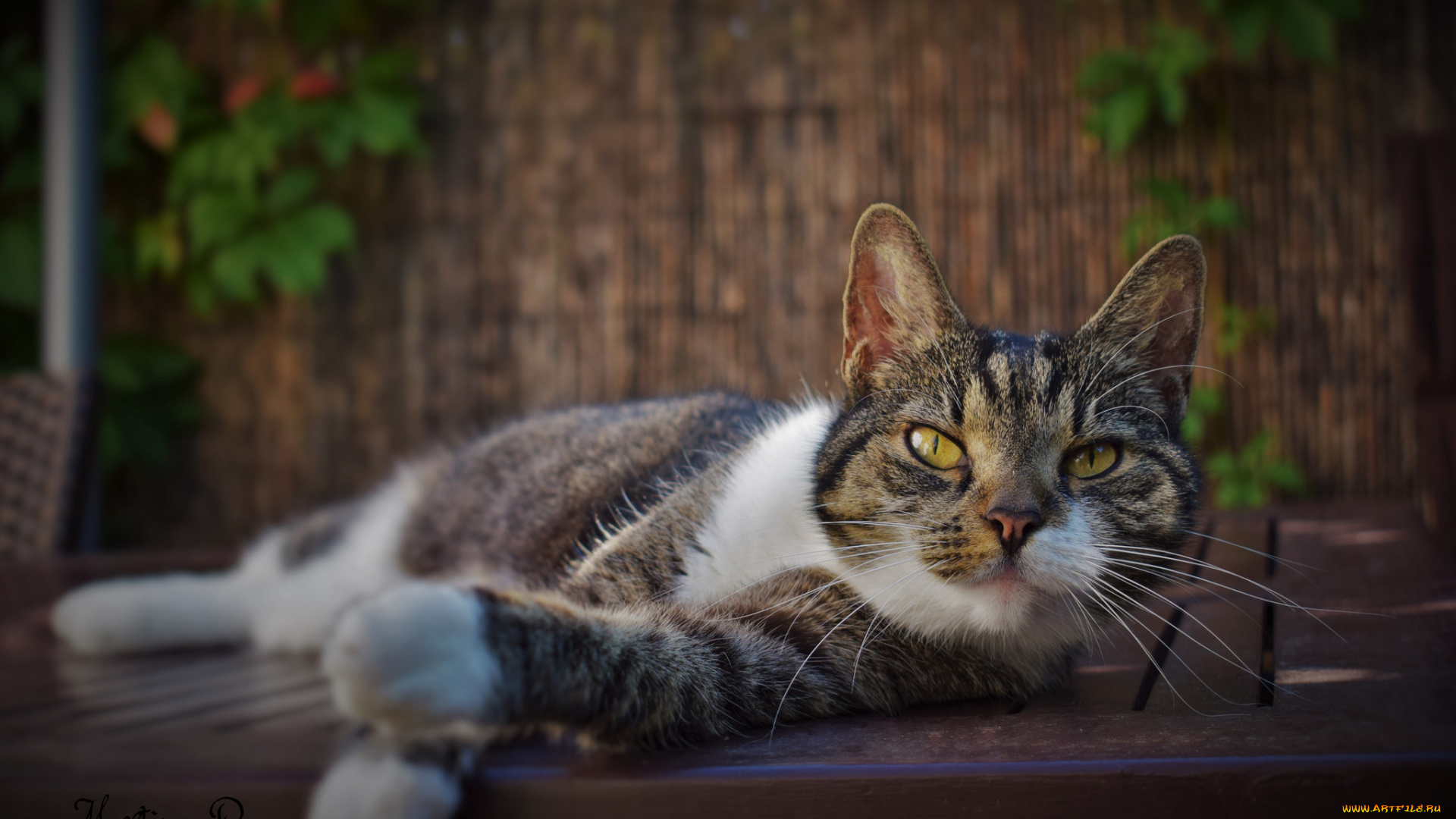 животные, коты, киса