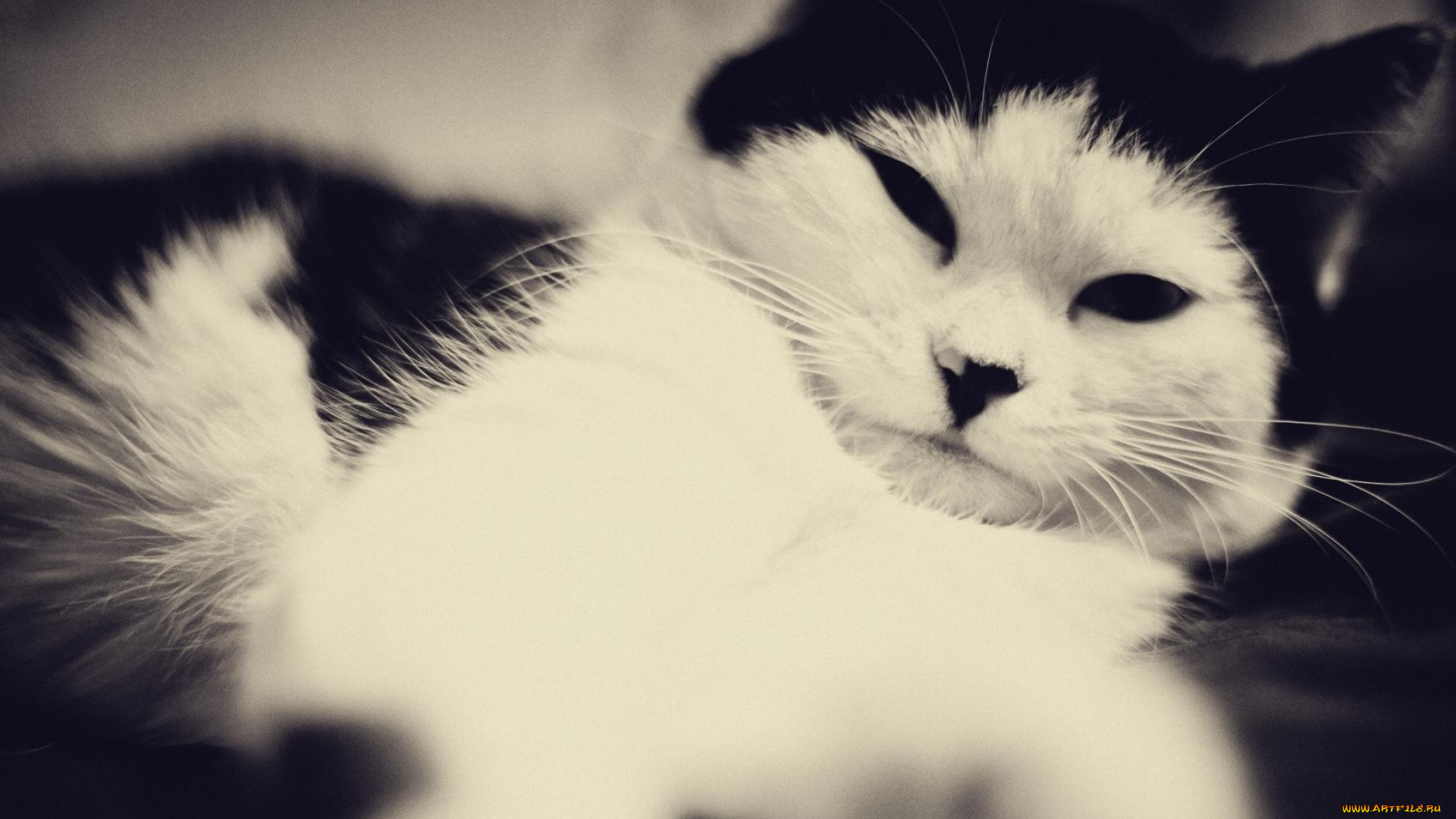 животные, коты, кошка, кот, черно-белая