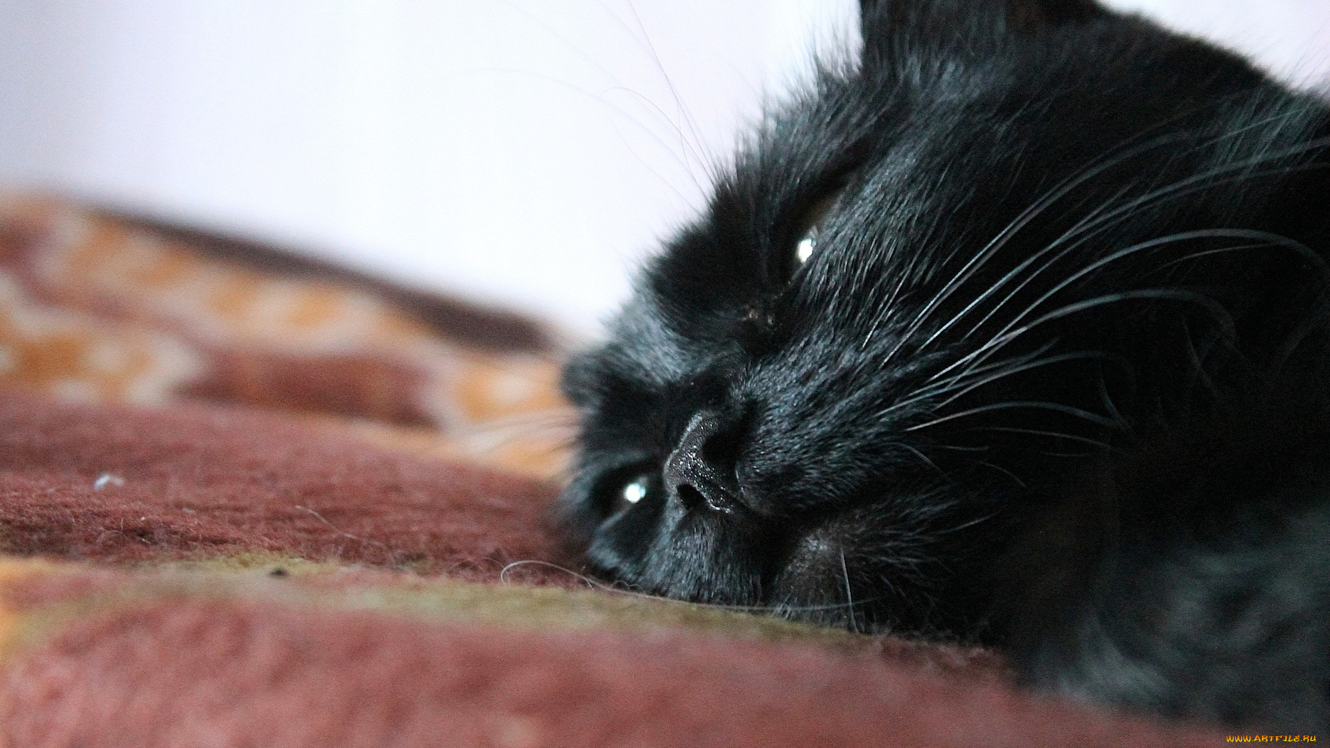 животные, коты, пол, голова, черный, кот, ковер