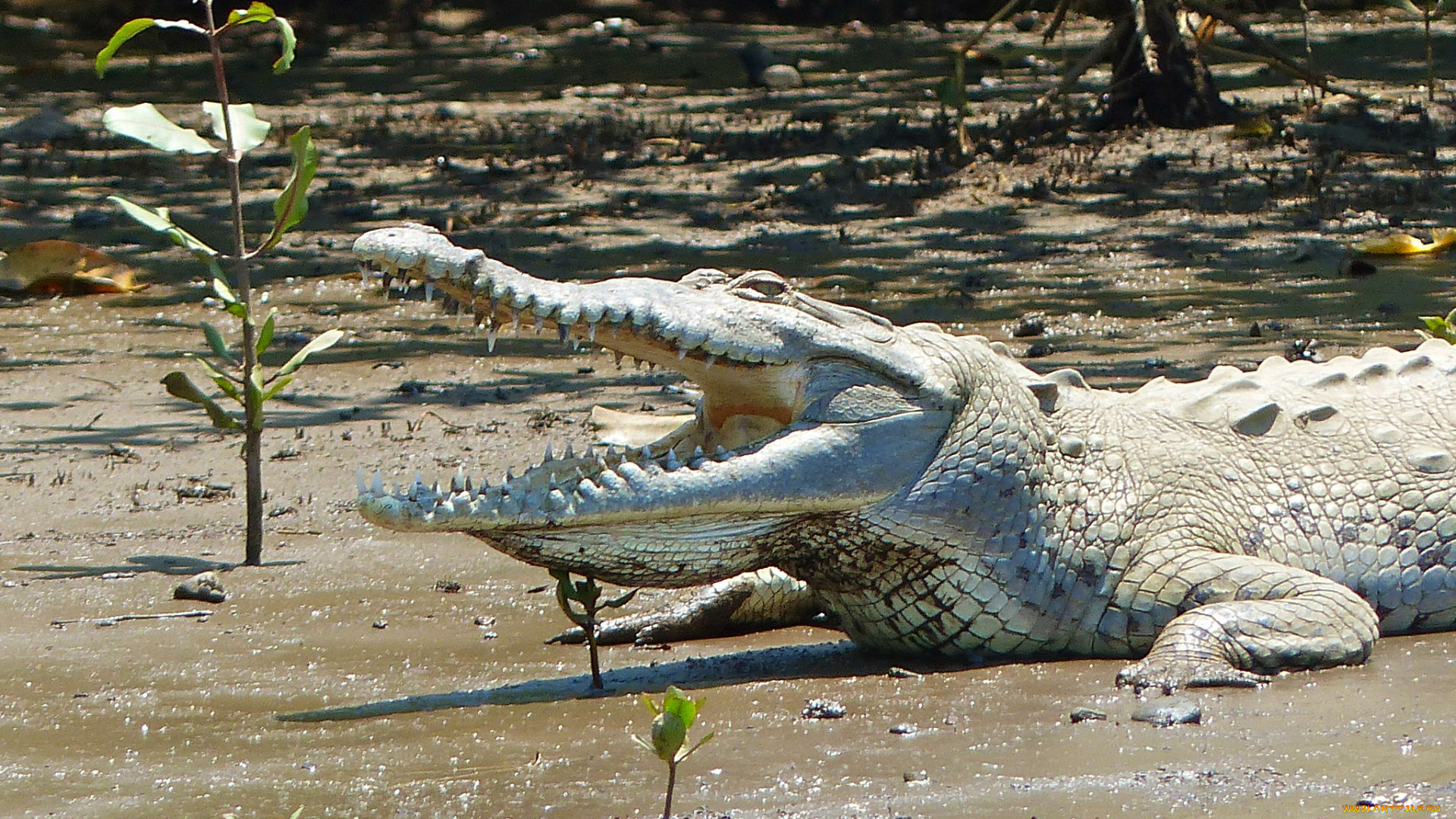 животные, крокодилы, крокодил