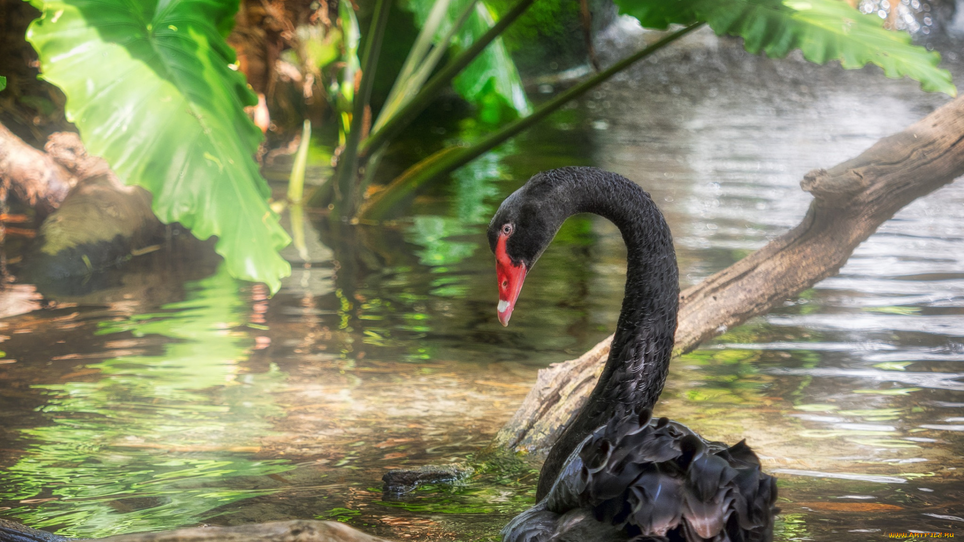 животные, лебеди, птичка