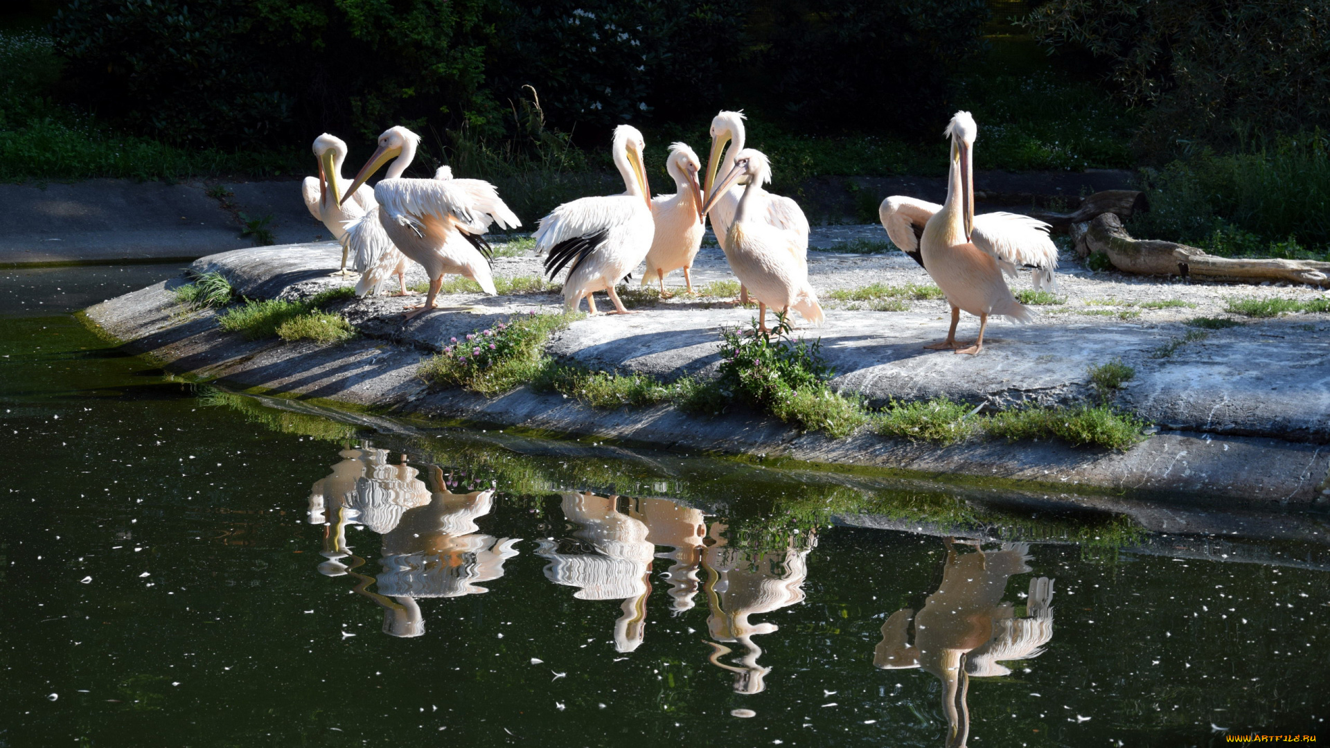 животные, пеликаны, вода, островок, отражение