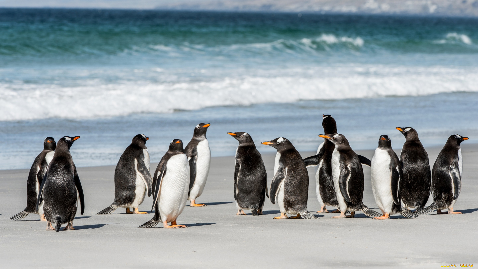 животные, пингвины, море, побережье, стая