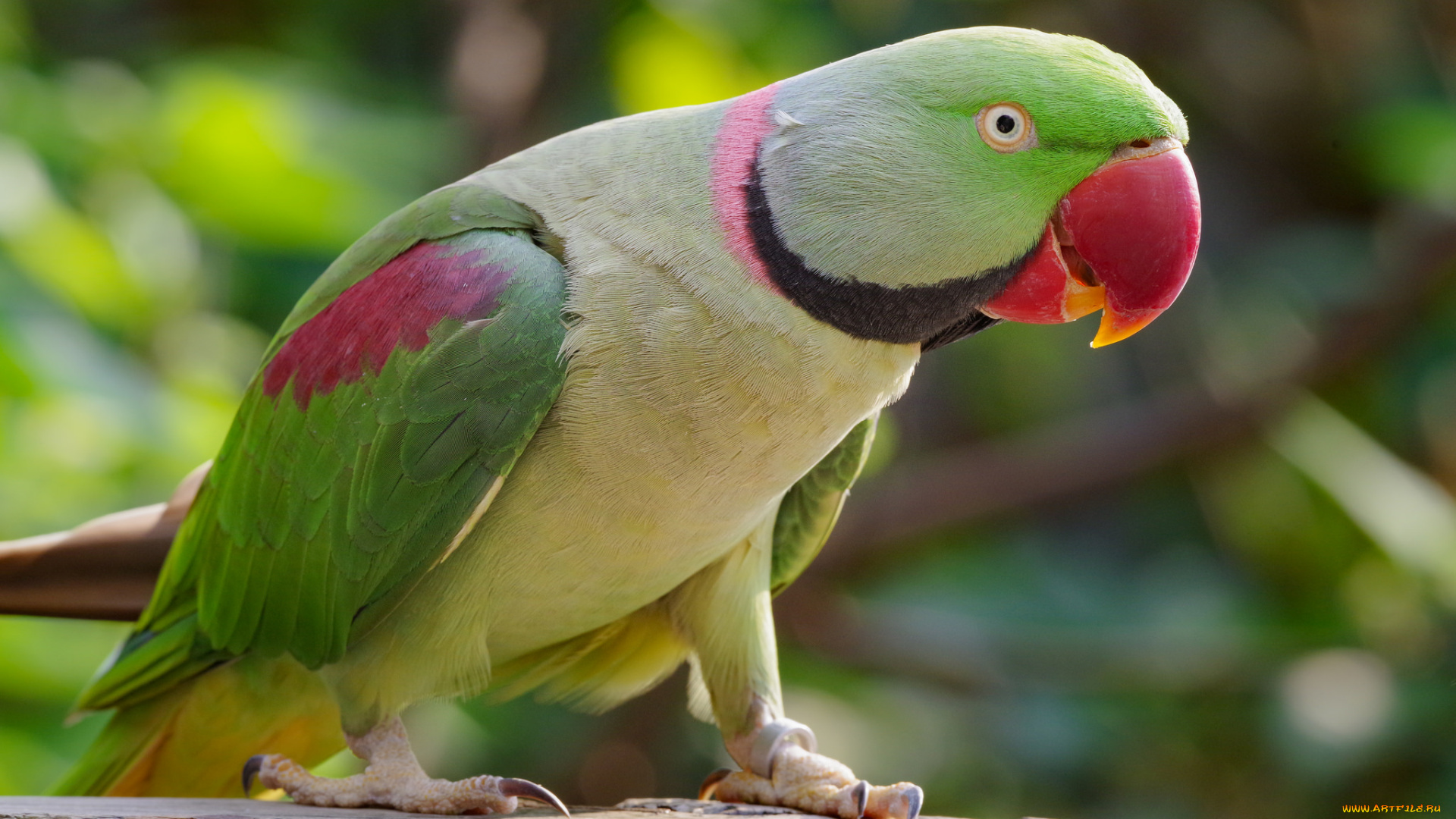 животные, попугаи, птичка