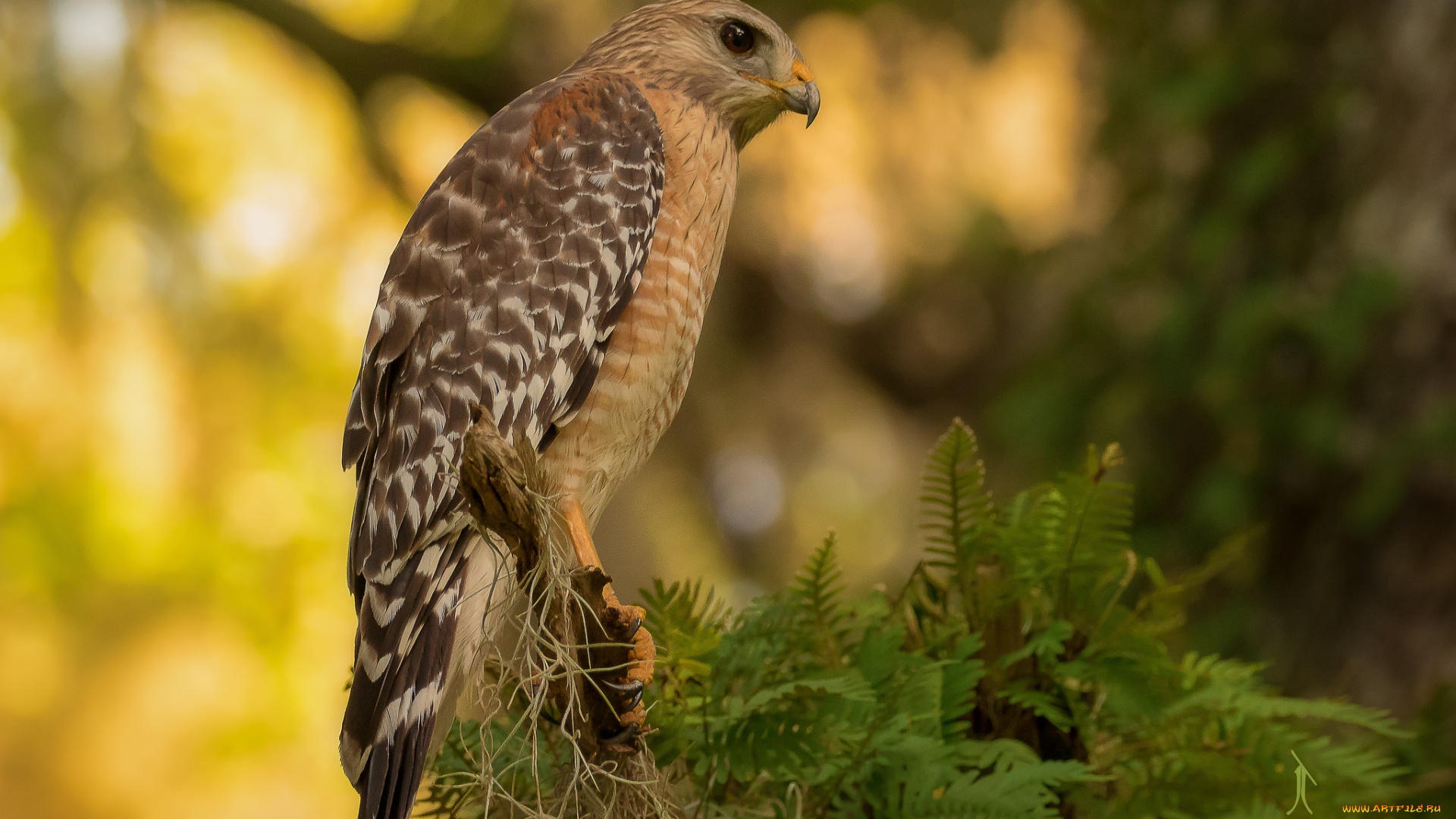 животные, птицы, -, хищники, птичка