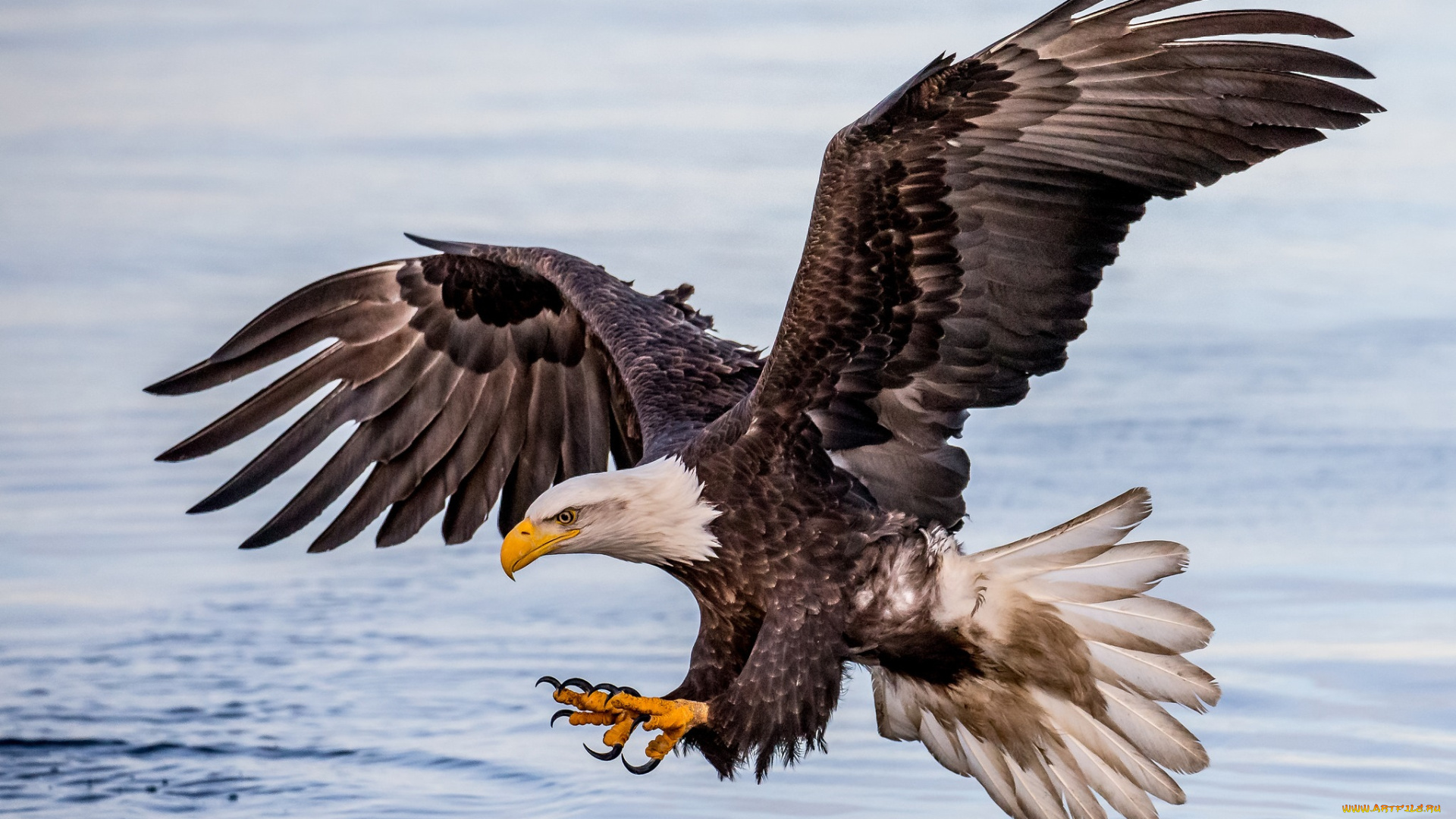 животные, птицы, -, хищники, птичка