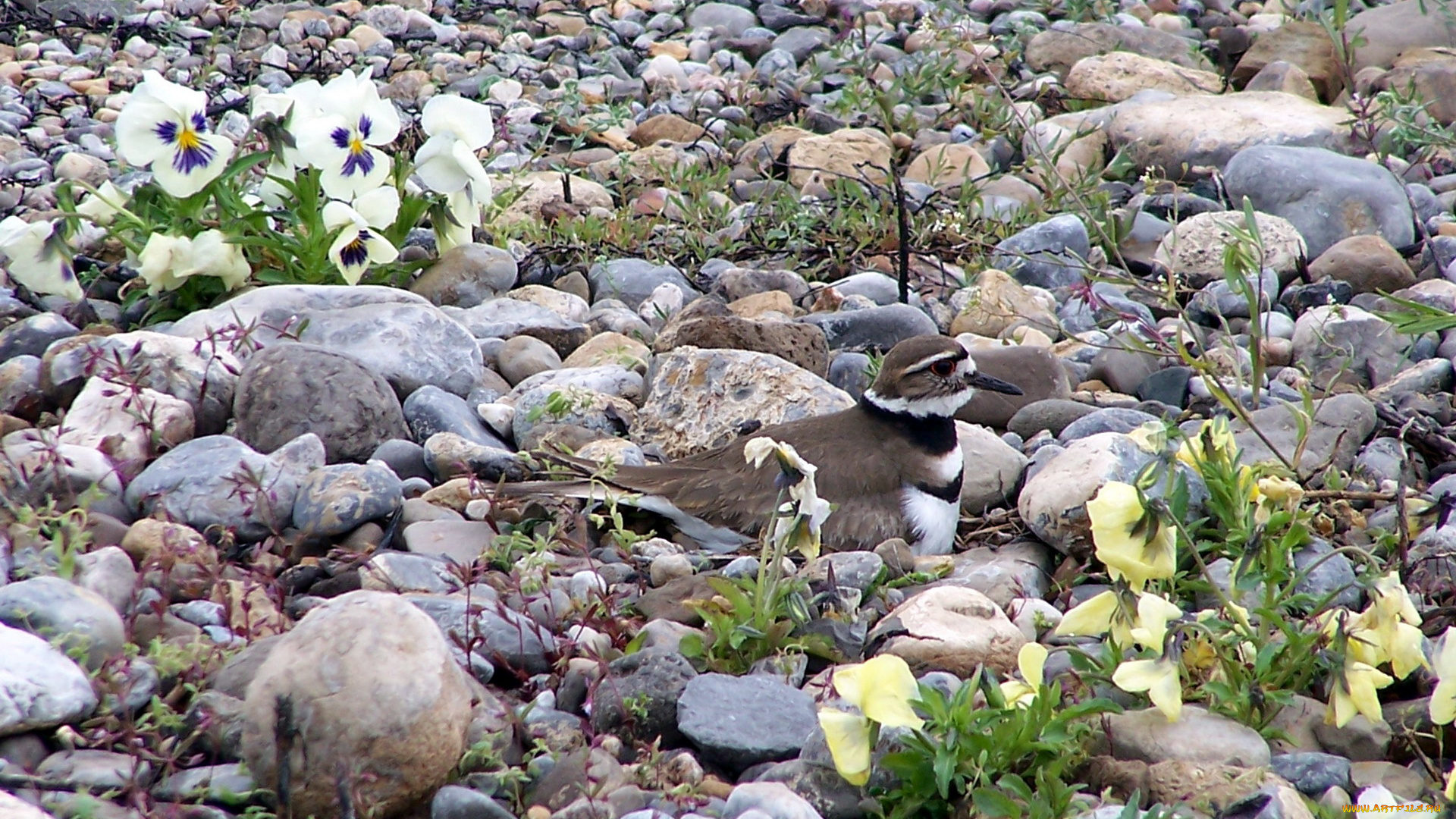 животные, птицы, камни, цветы, птица