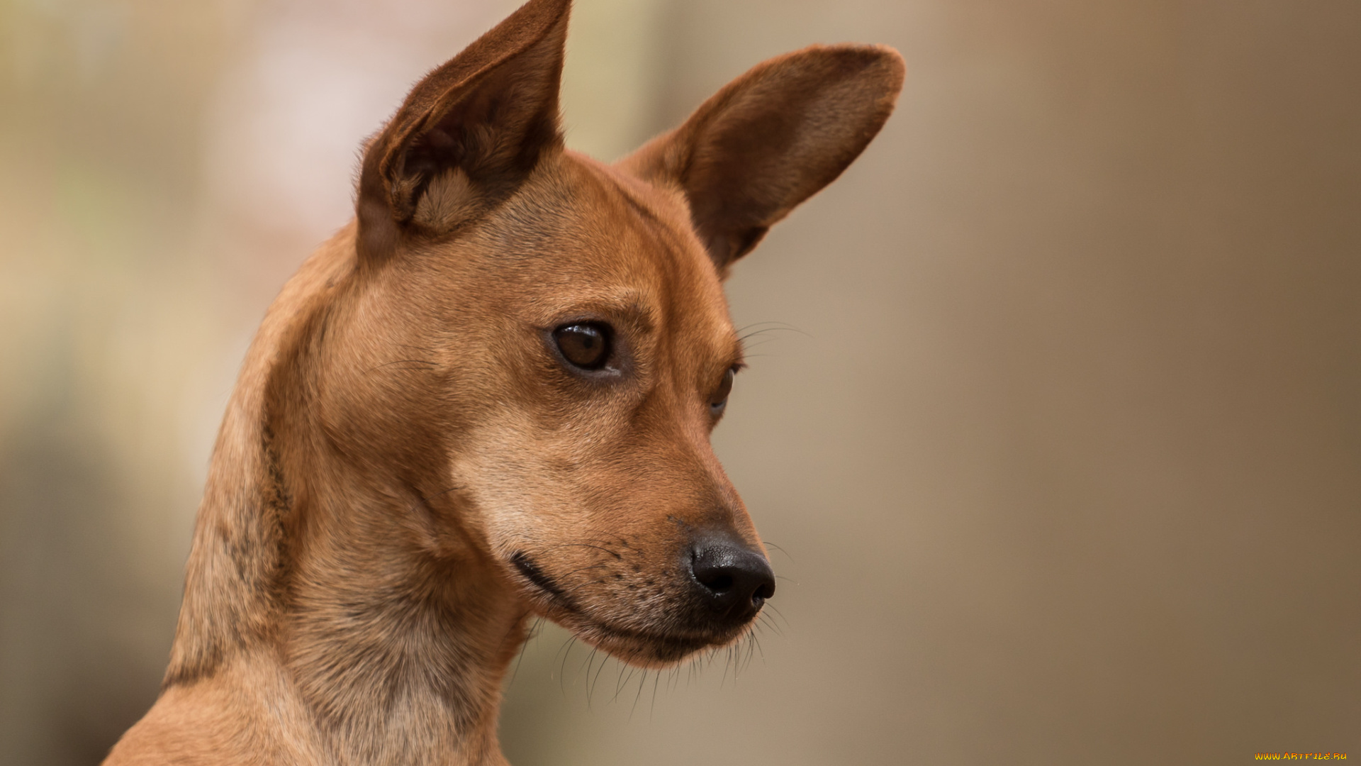 животные, собаки, пес