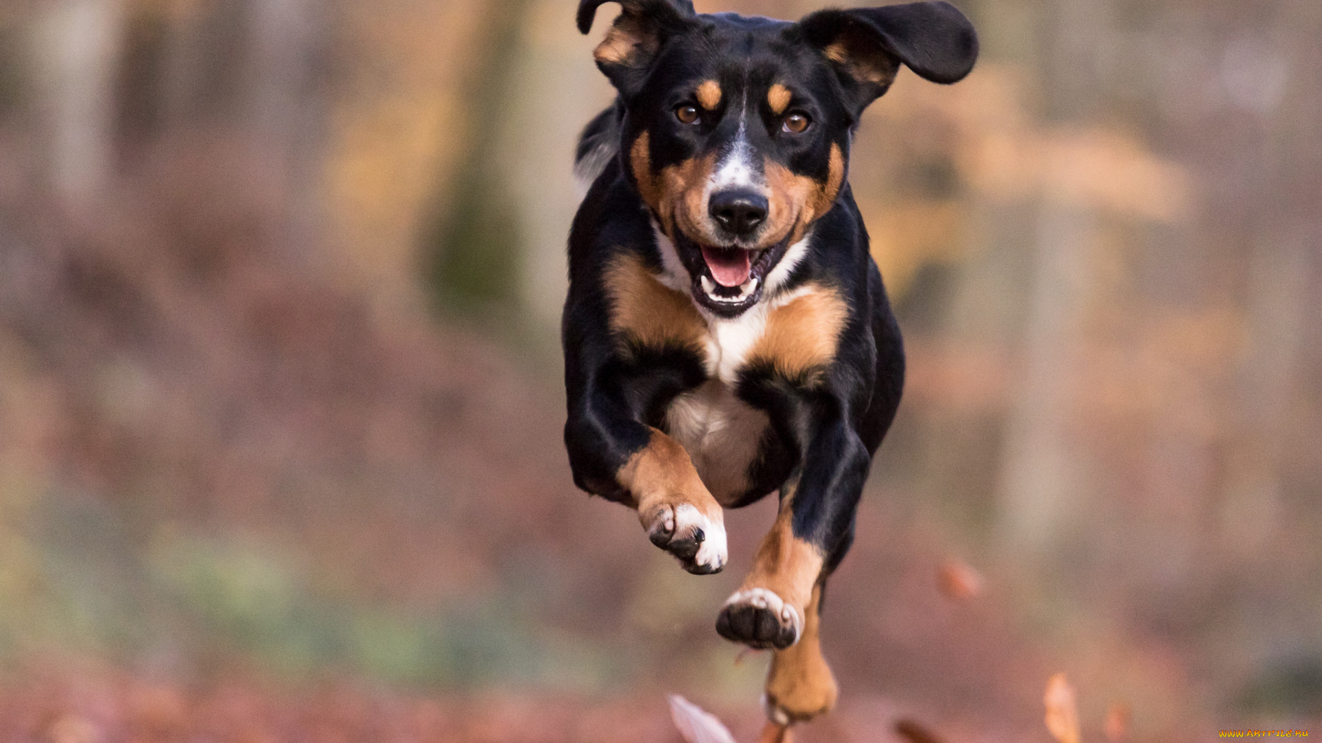 животные, собаки, пес