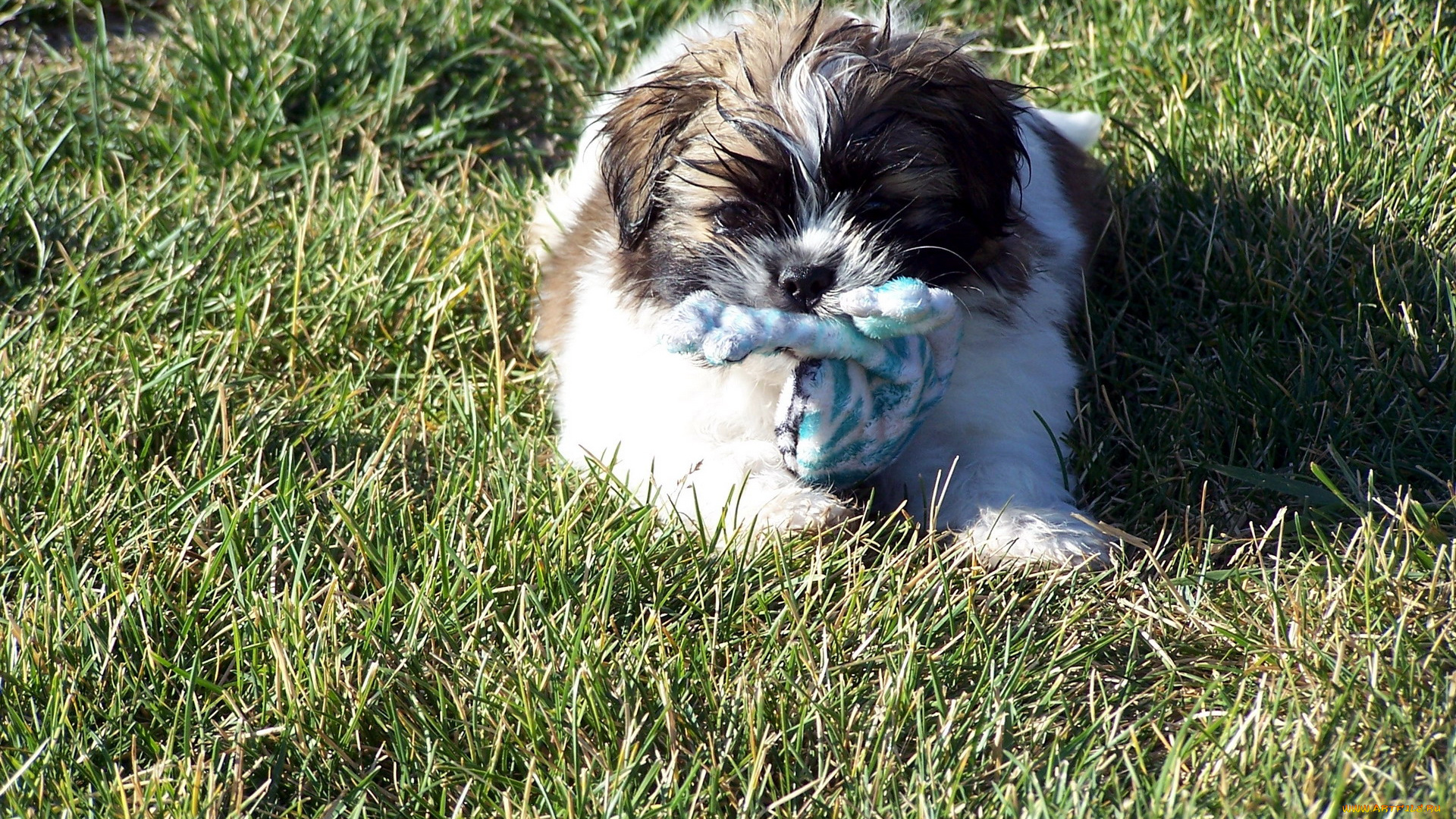 животные, собаки, трава, лохматик, игрушка