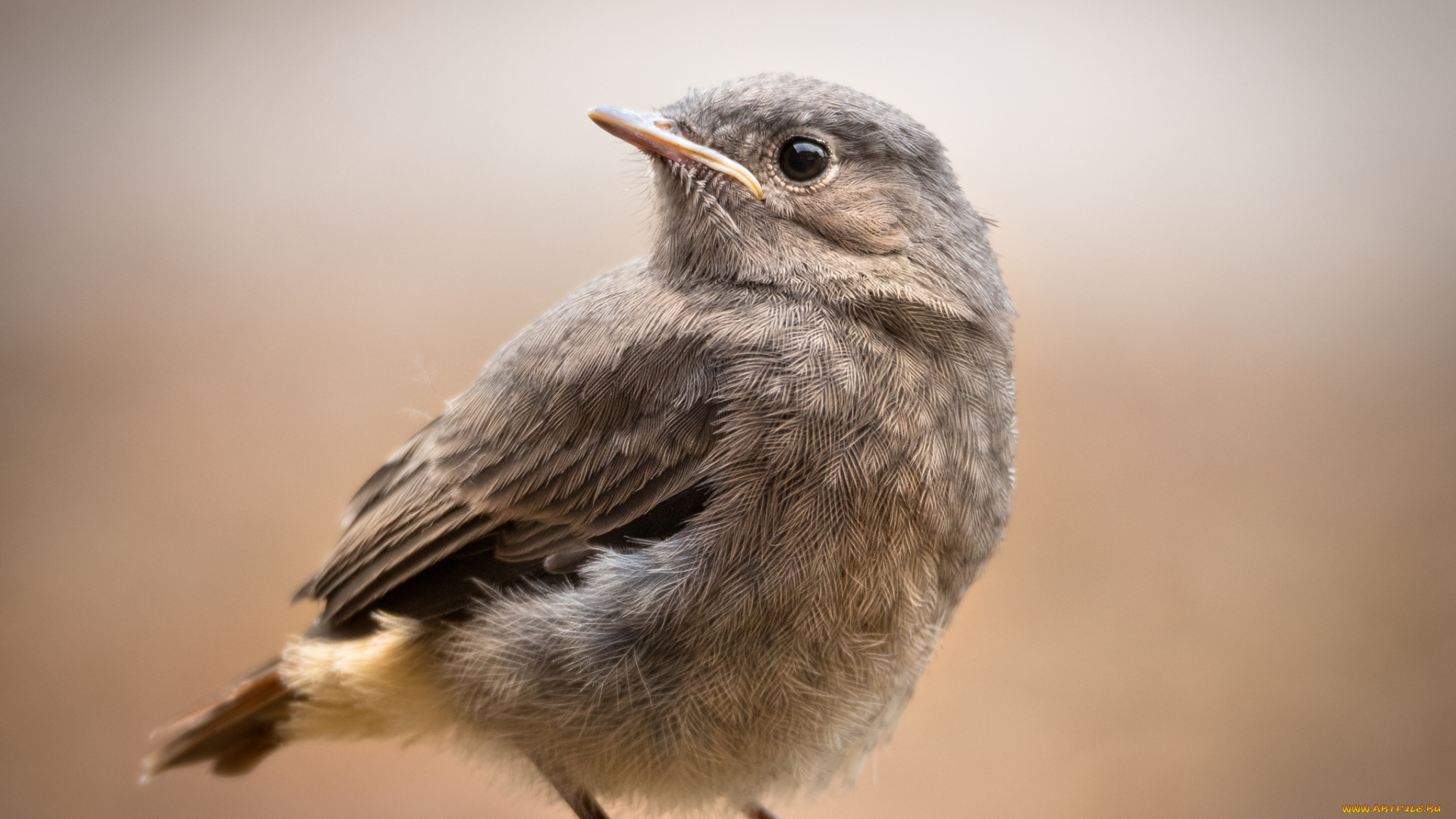 животные, воробьи, птичка