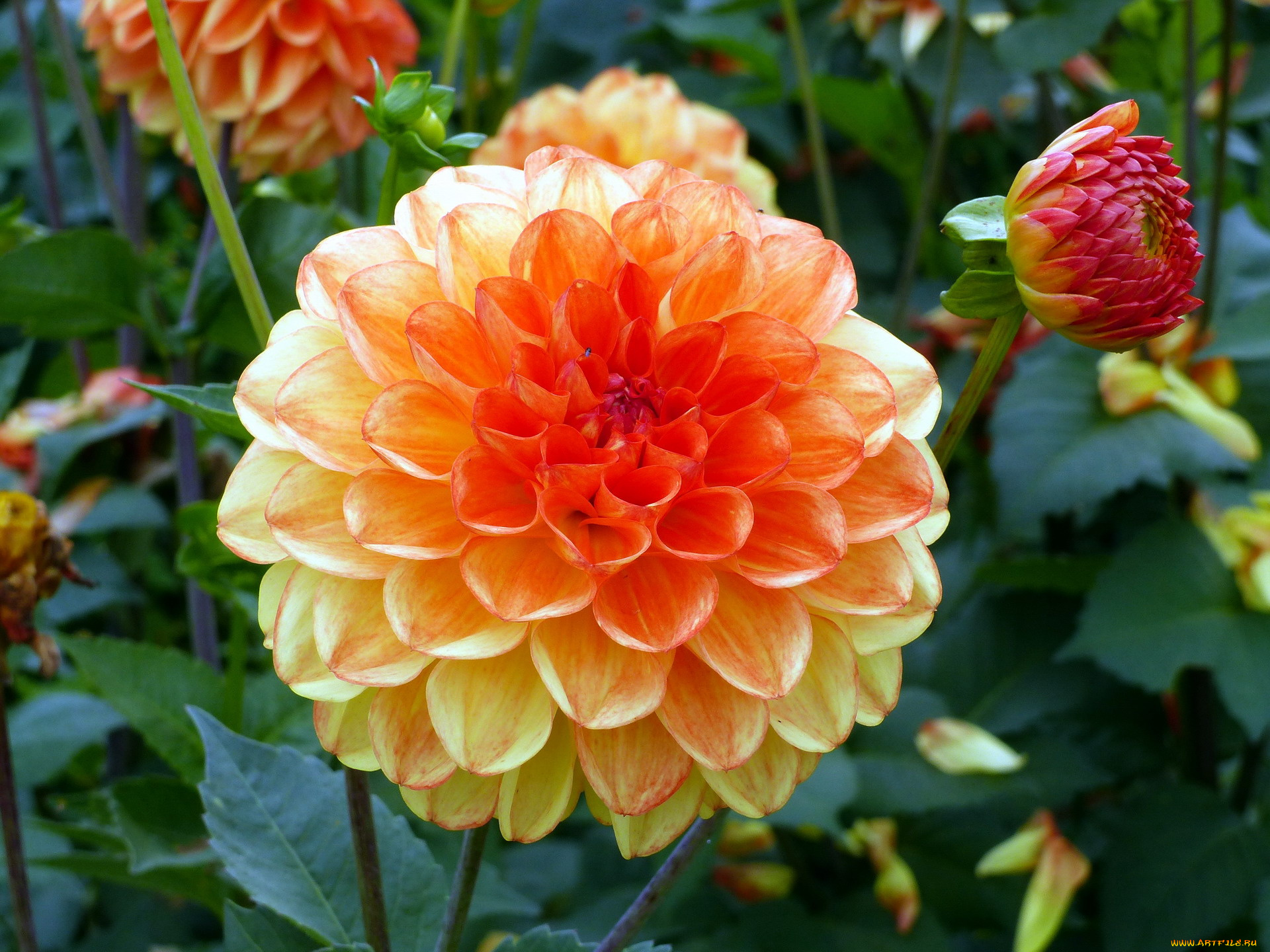 цветы, георгины, оранжевый, бутоны