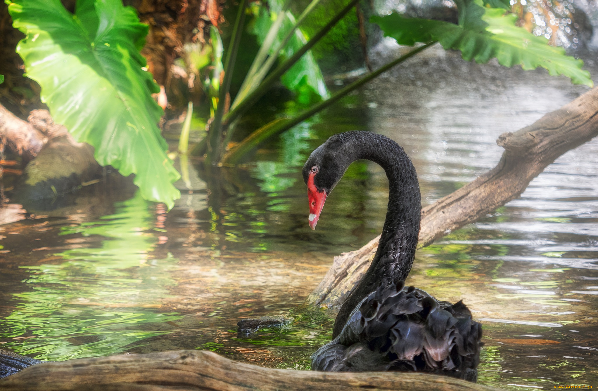 животные, лебеди, птичка