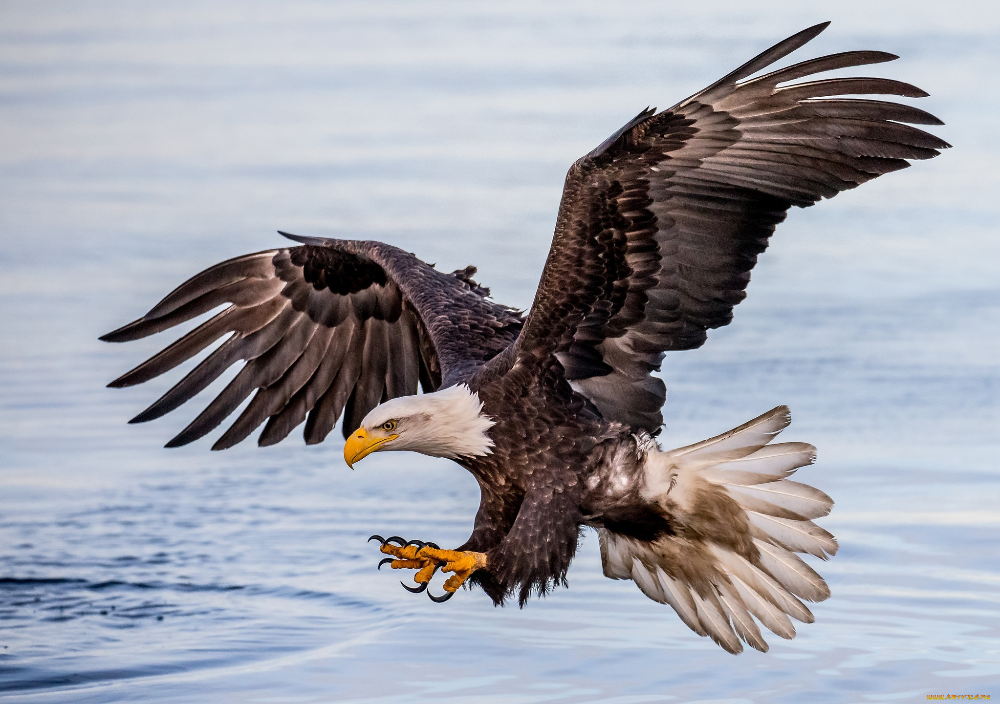 животные, птицы, -, хищники, птичка