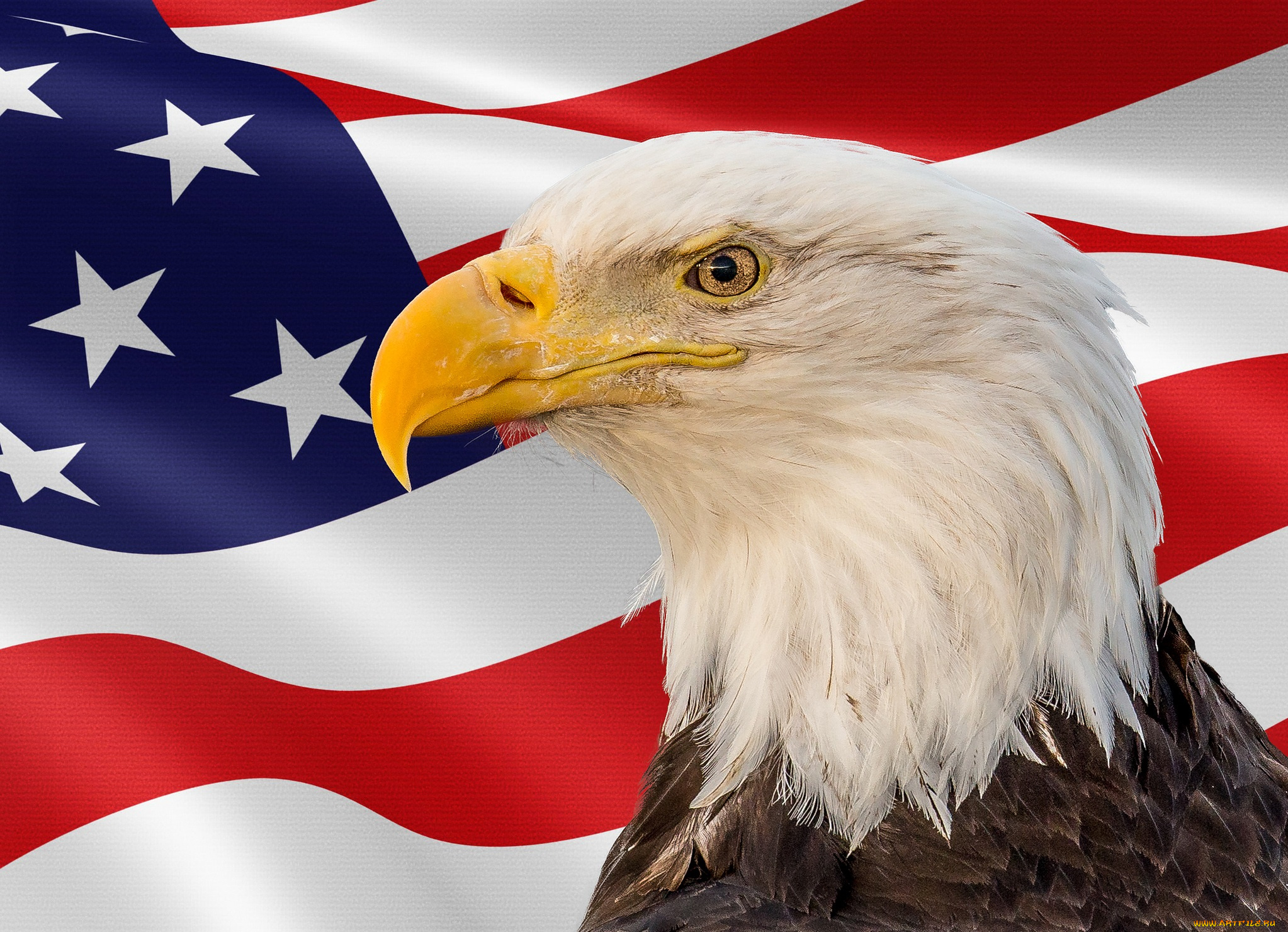 животные, птицы, -, хищники, птичка