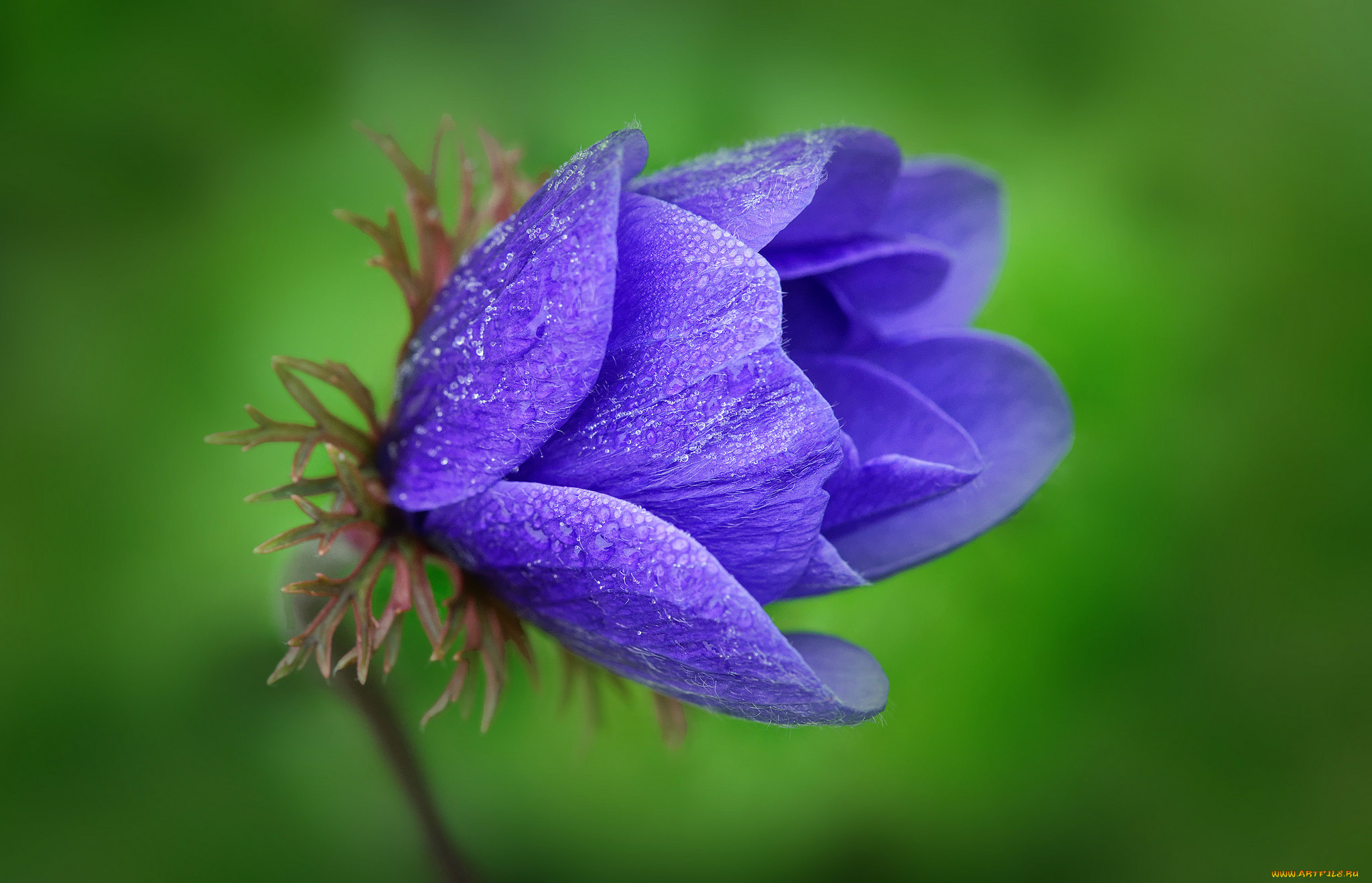 цветы, анемоны, , сон-трава, цветок