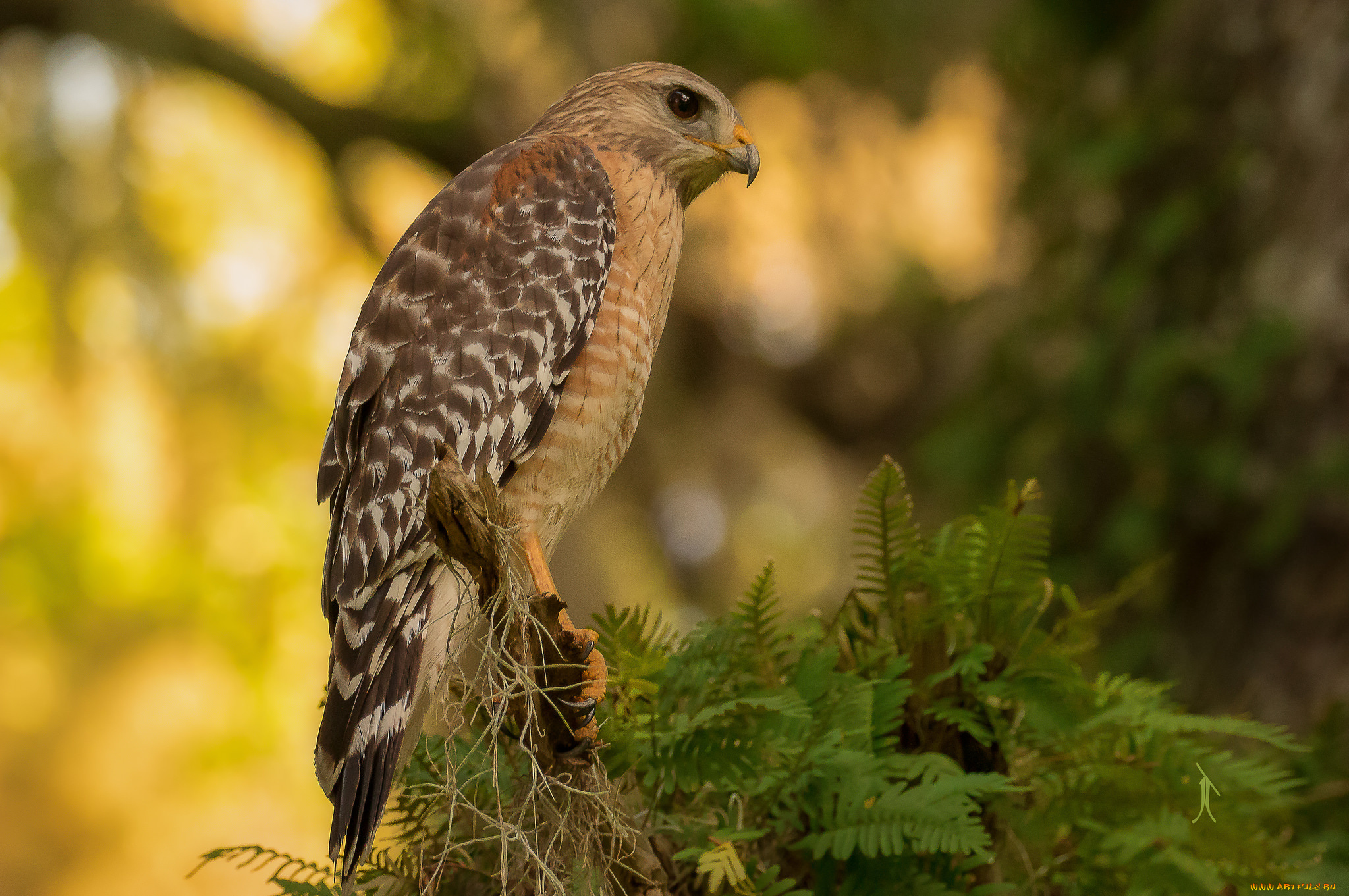 животные, птицы, -, хищники, птичка