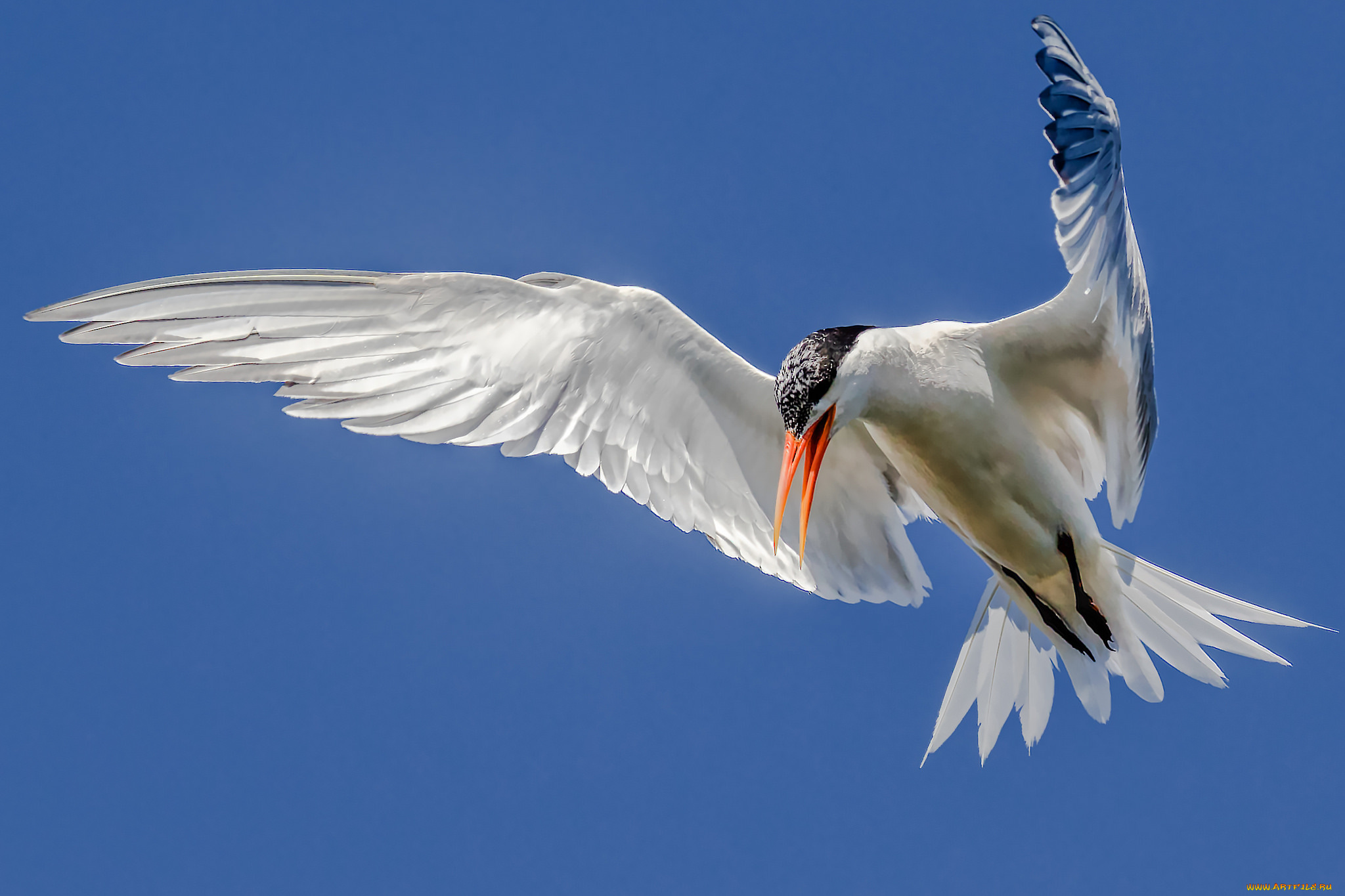 животные, Чайки, , бакланы, , крачки, птичка