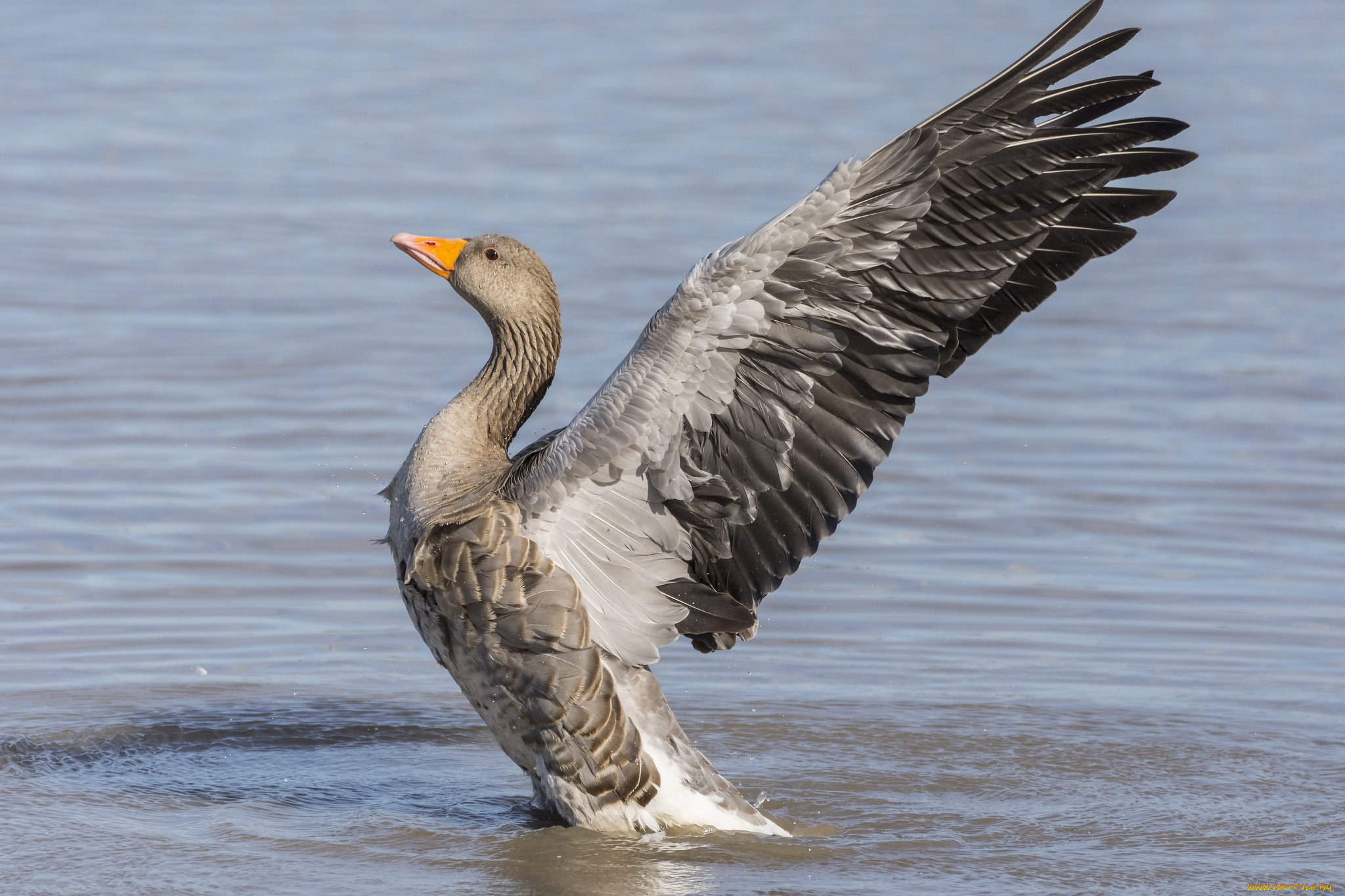 животные, гуси, птичка