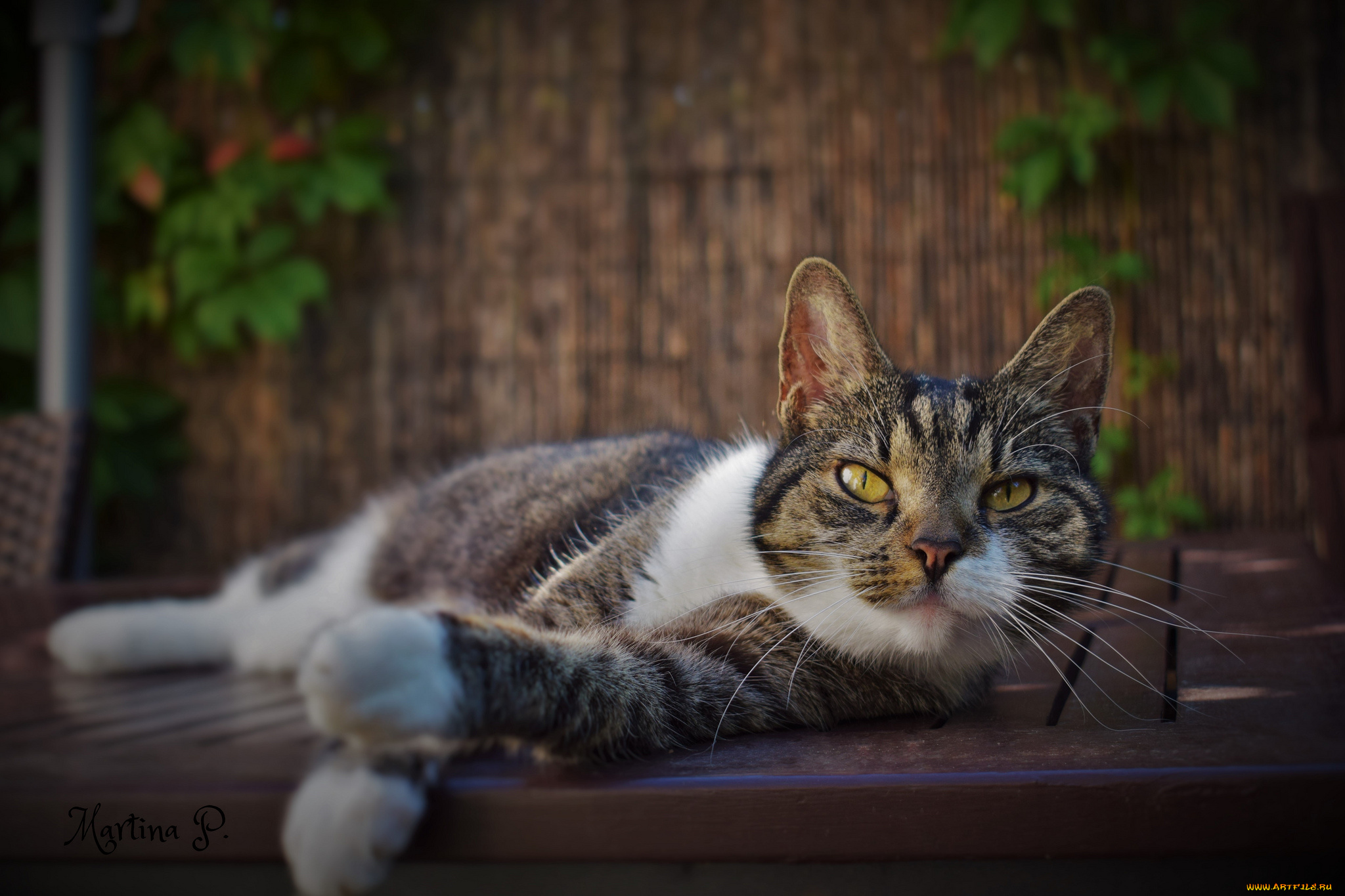 животные, коты, киса