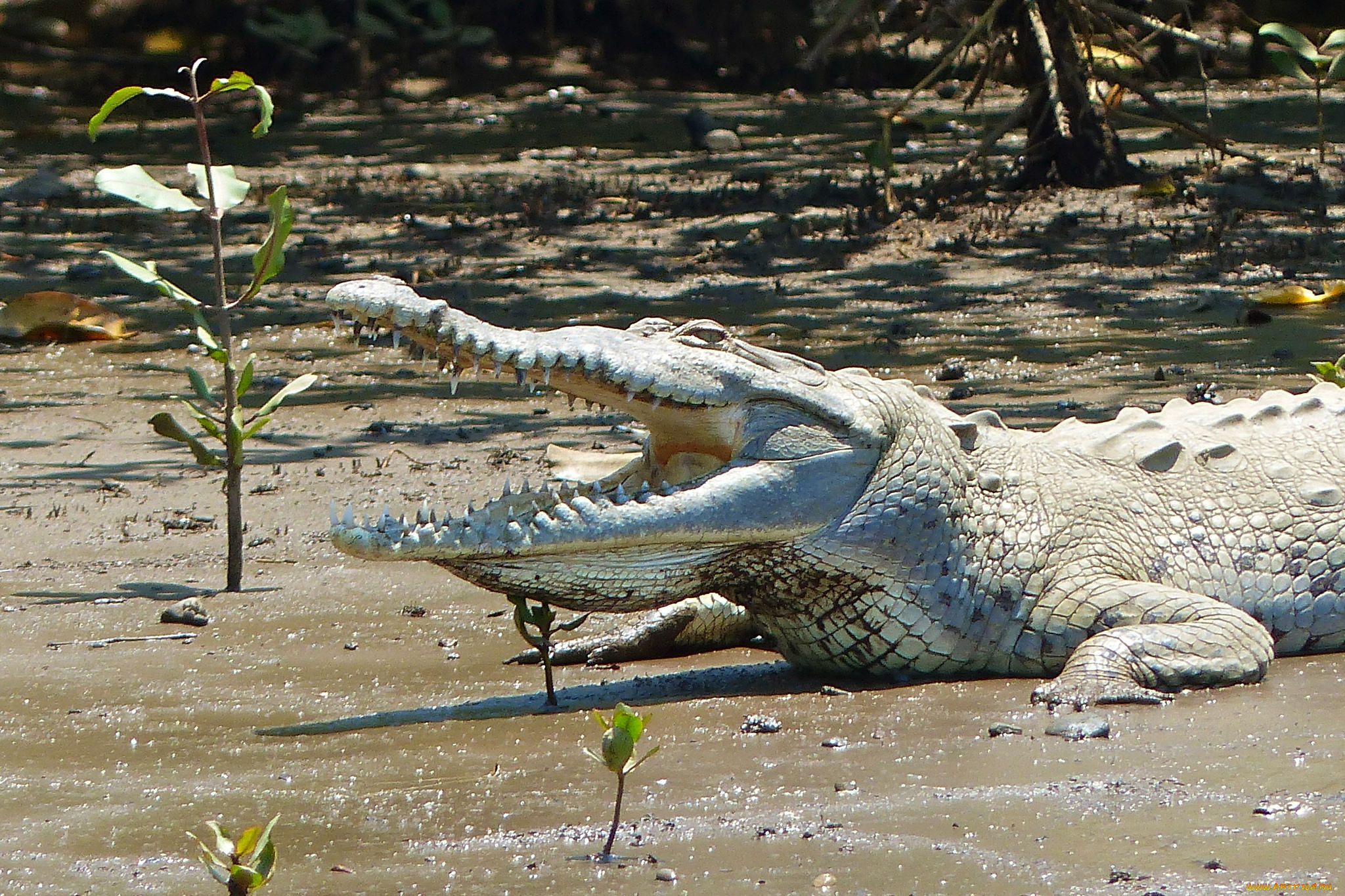 животные, крокодилы, крокодил