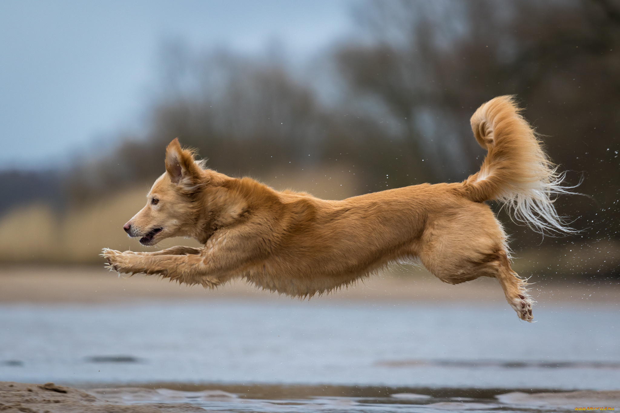 животные, собаки, пес