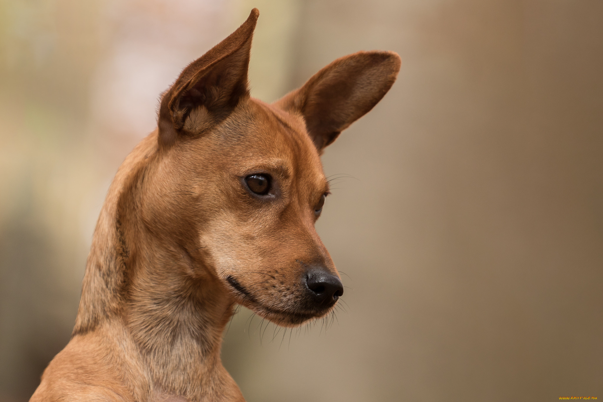 животные, собаки, пес