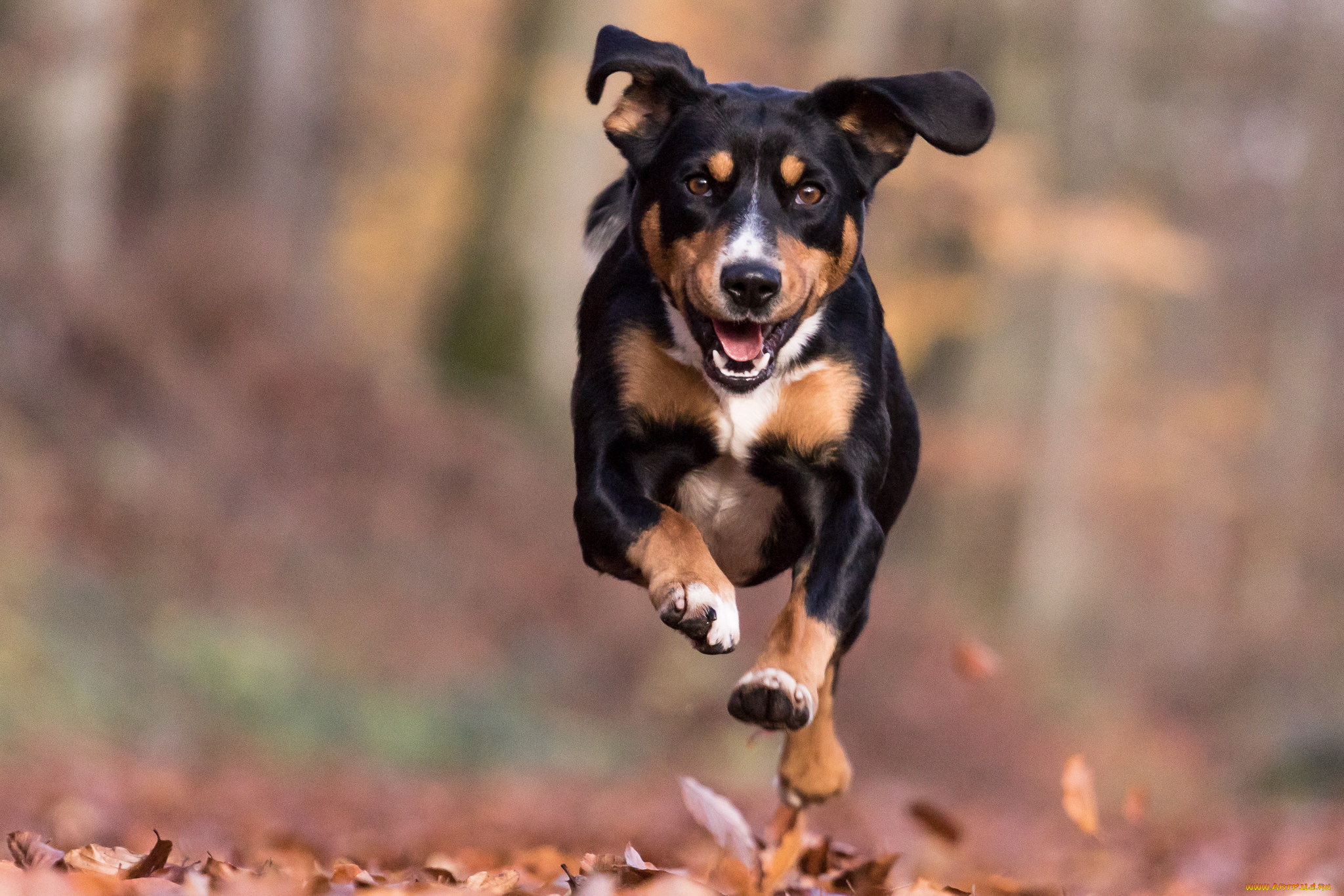 животные, собаки, пес